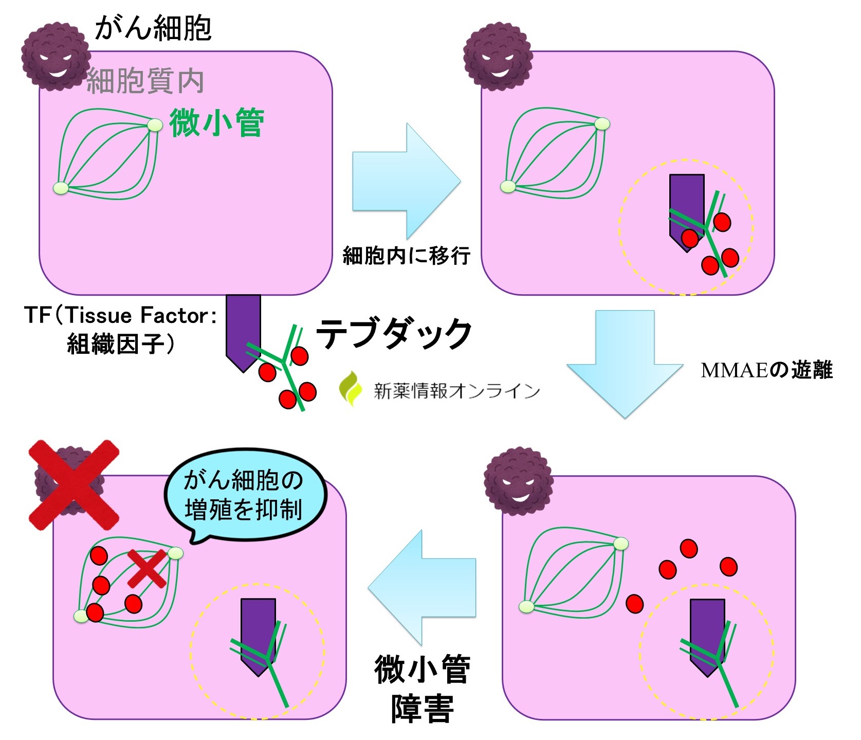 テブダック(チソツマブ ベドチン)の作用機序【子宮頸がん】 - 新薬情報オンライン
