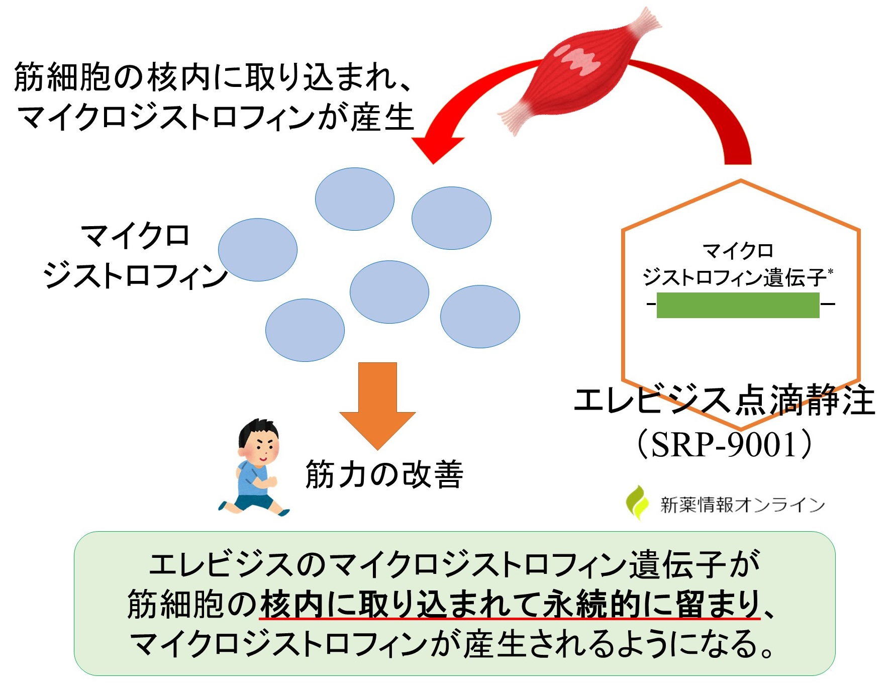 エレビジス（SRP-9001）の作用機序：単回の静脈内投与で永久にマイクロジストロフィンが産生される