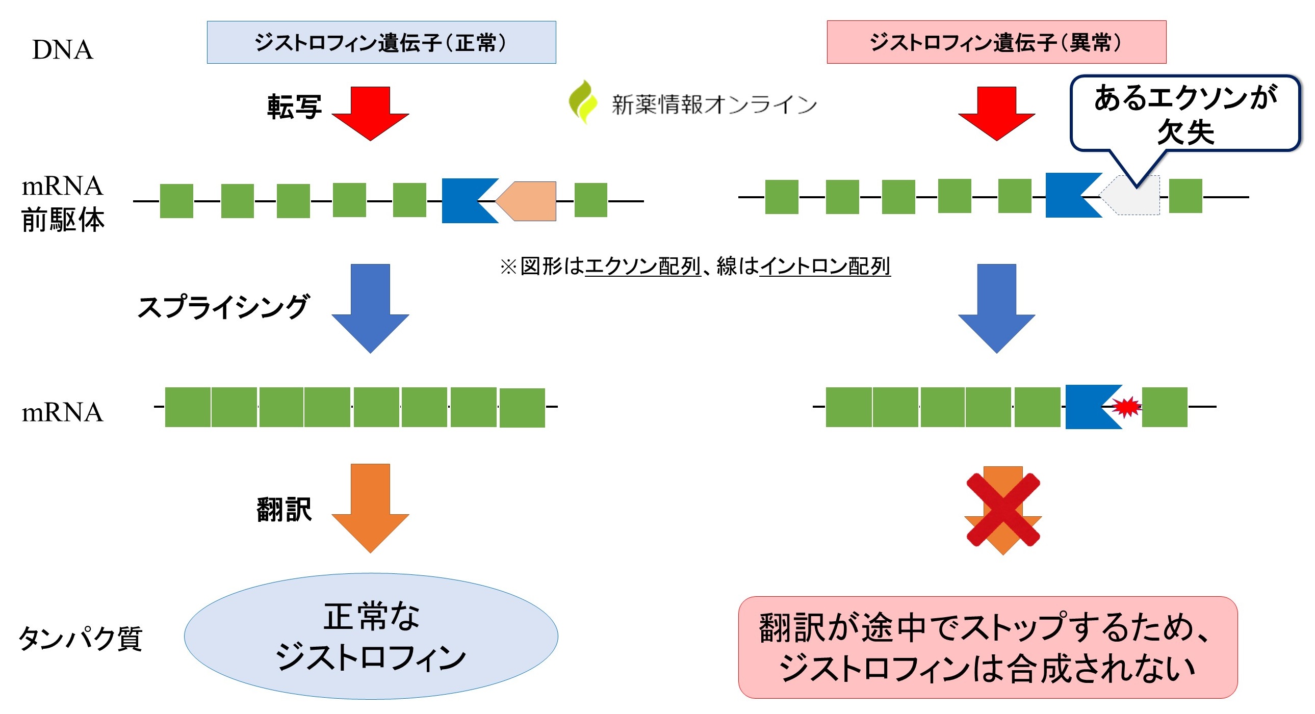 デュシェンヌ型筋ジストロフィーとジストロフィン遺伝子：エクソンの欠失による