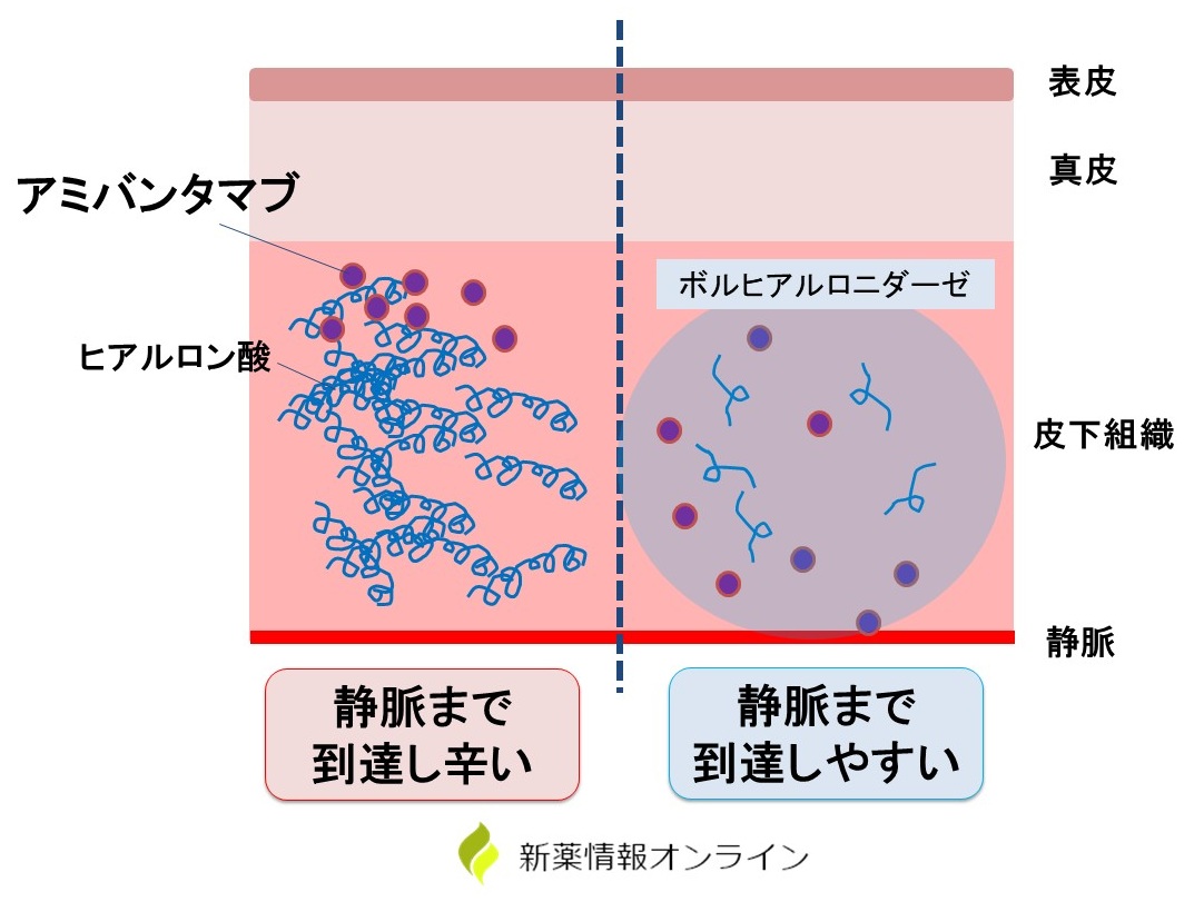 リブロファズ皮下注にはボルヒアルロニダーゼが配合されているため、皮下注投与が可能で、投与時間の短縮が期待できる