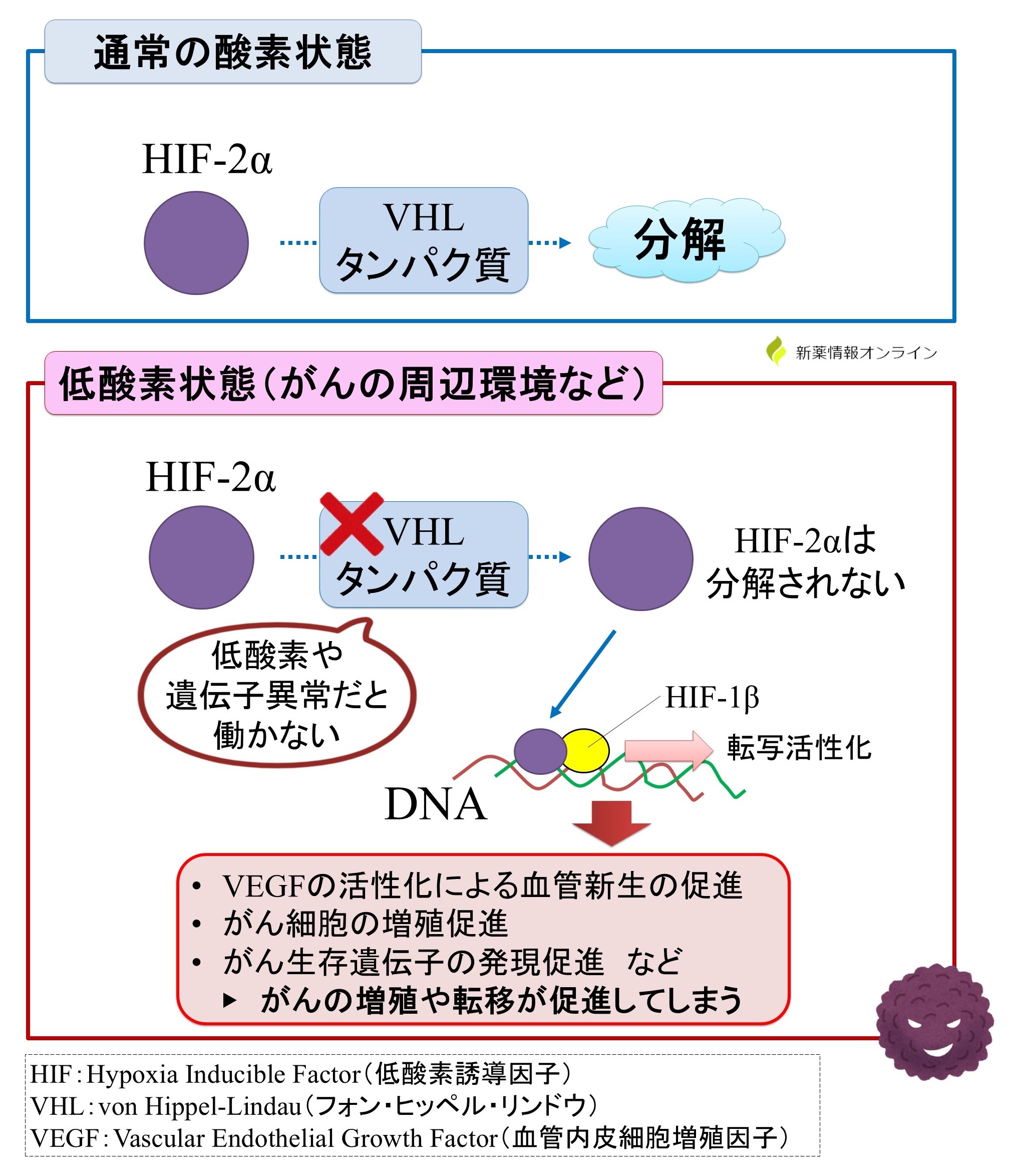 がん細胞とHIF-2αの関係性：低酸素状態ではHIF-2αが活性化する