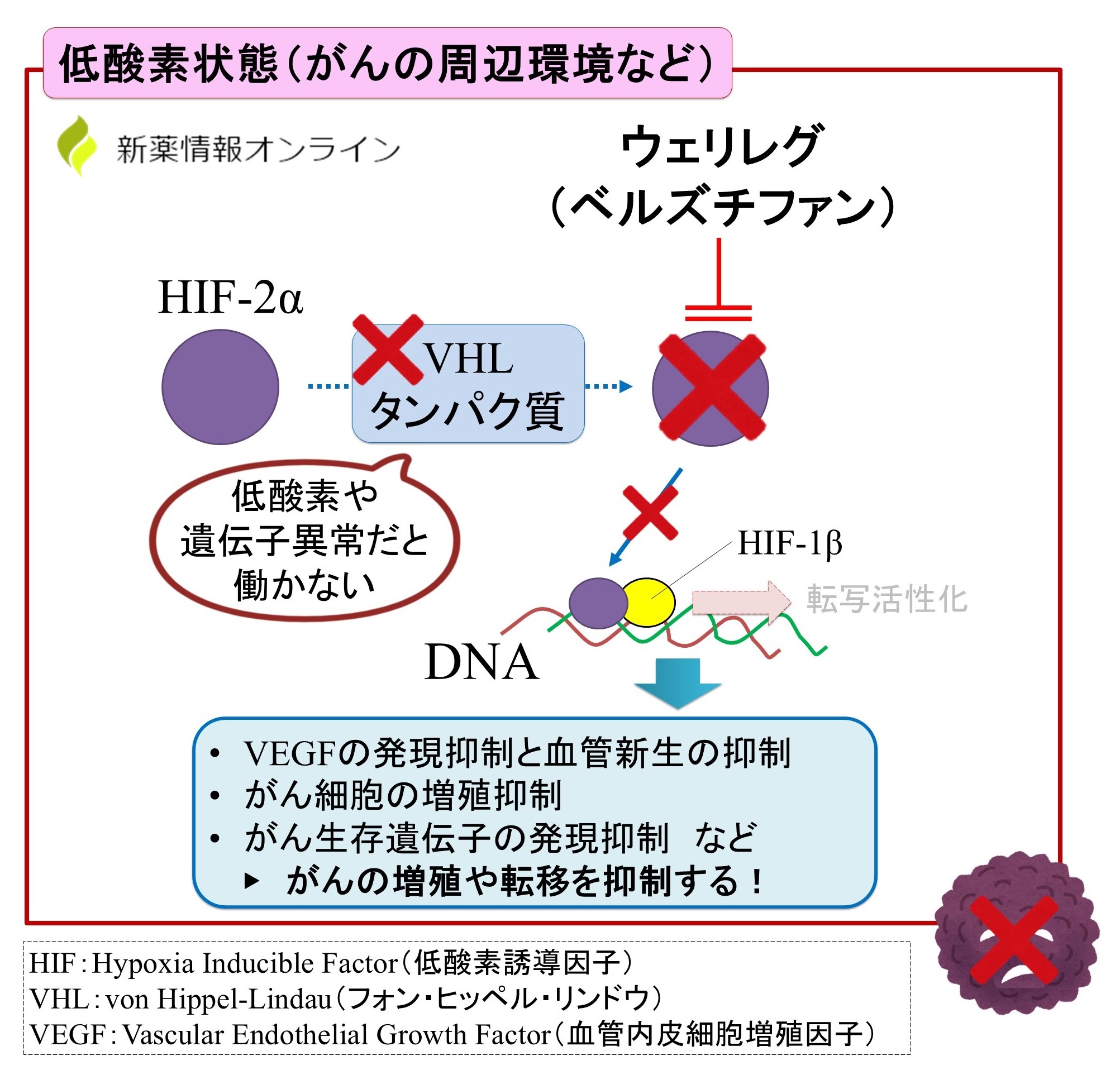 ウェリレグ（ベルズチファン）の作用機序：HIF-2α阻害薬