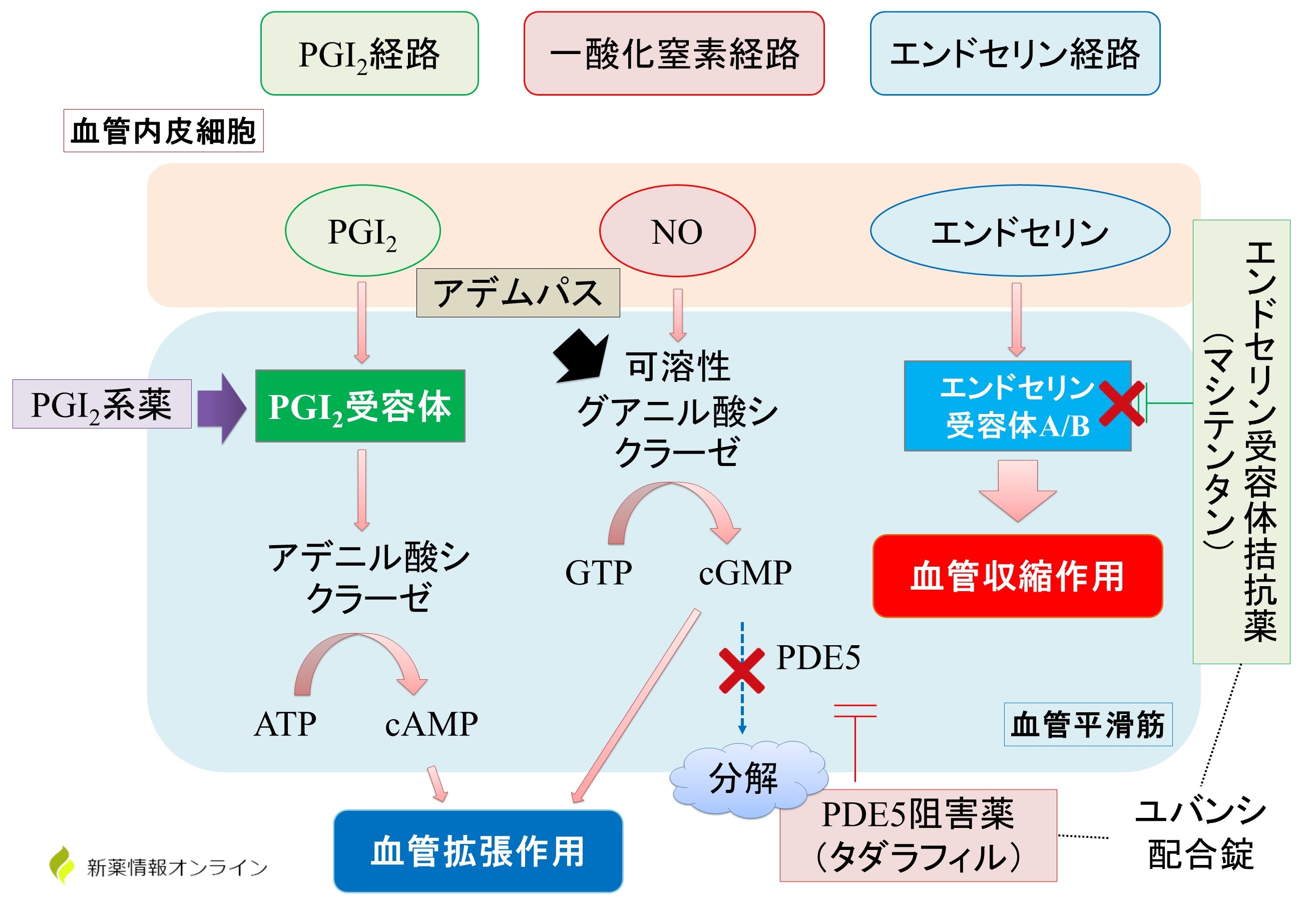肺高血圧症に関わる因子と3つの経路：PGI2、NO、エンドセリン