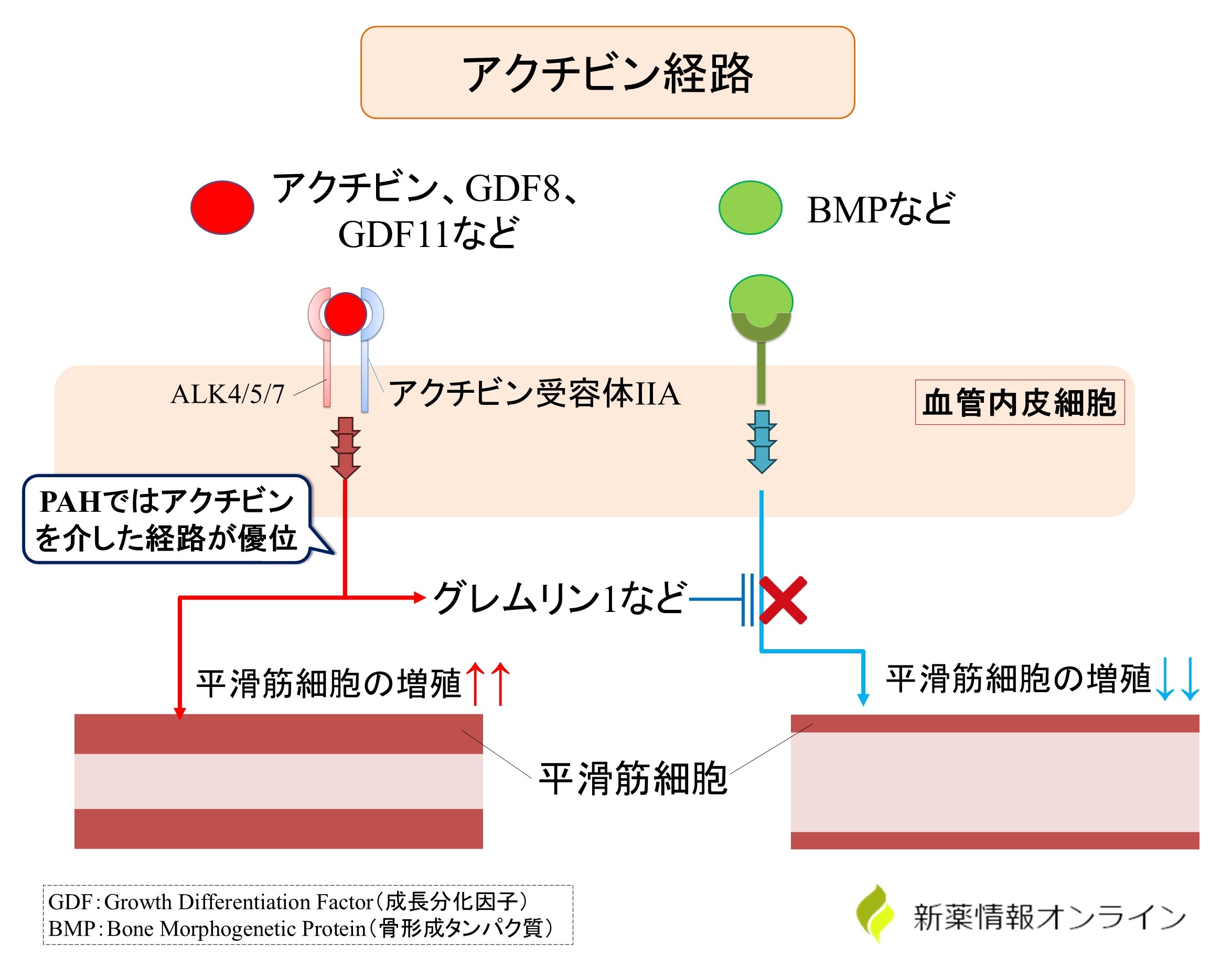 PAHにおけるアクチビン経路の役割とBMP経路