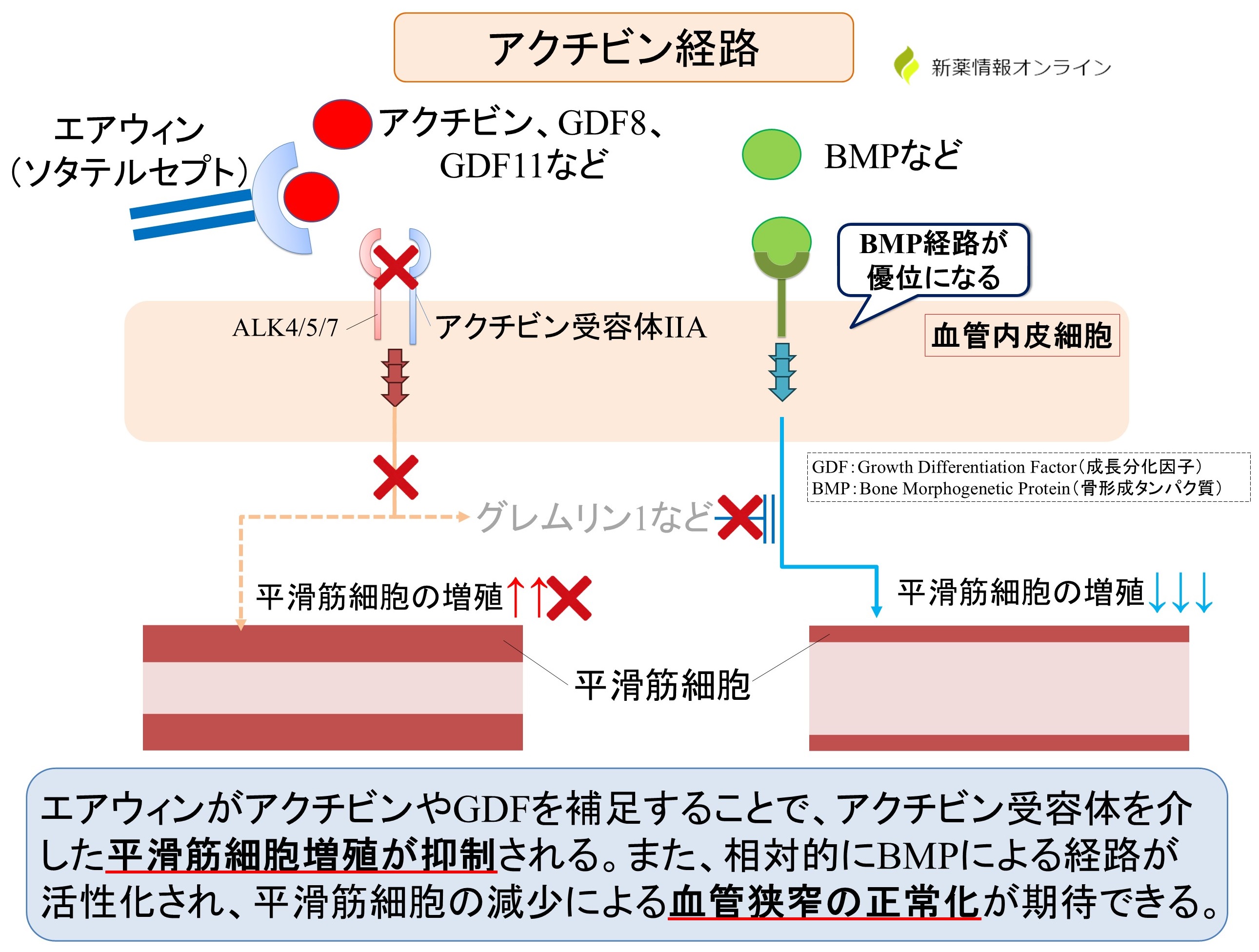 エアウィン（ソタテルセプト）の作用機序：アクチビンシグナル阻害薬で、血管平滑筋細胞の増殖を抑制する