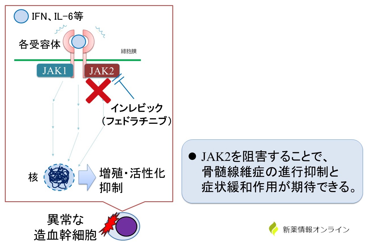 インレビック（フェドラチニブ）の作用機序:JAK2阻害薬