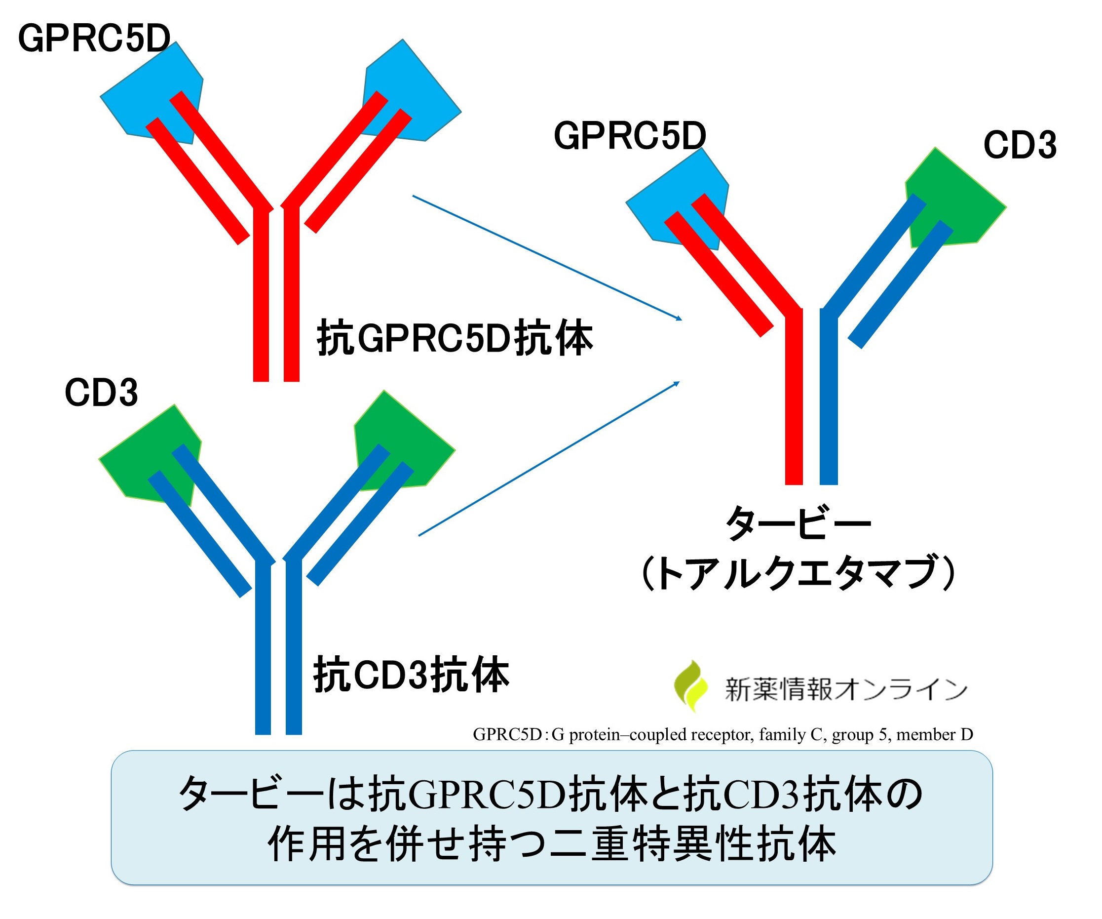 タービー（トアルクエタマブ）の構造：GPRC5DとCD3を共に認識可能な二重特異性抗体薬