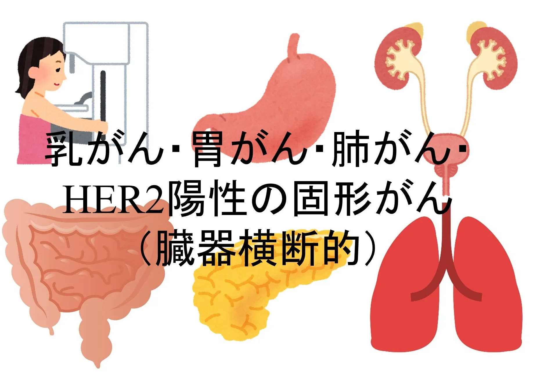 エンハーツ（トラスツズマブ デルクステカン）の作用機序【乳/胃 