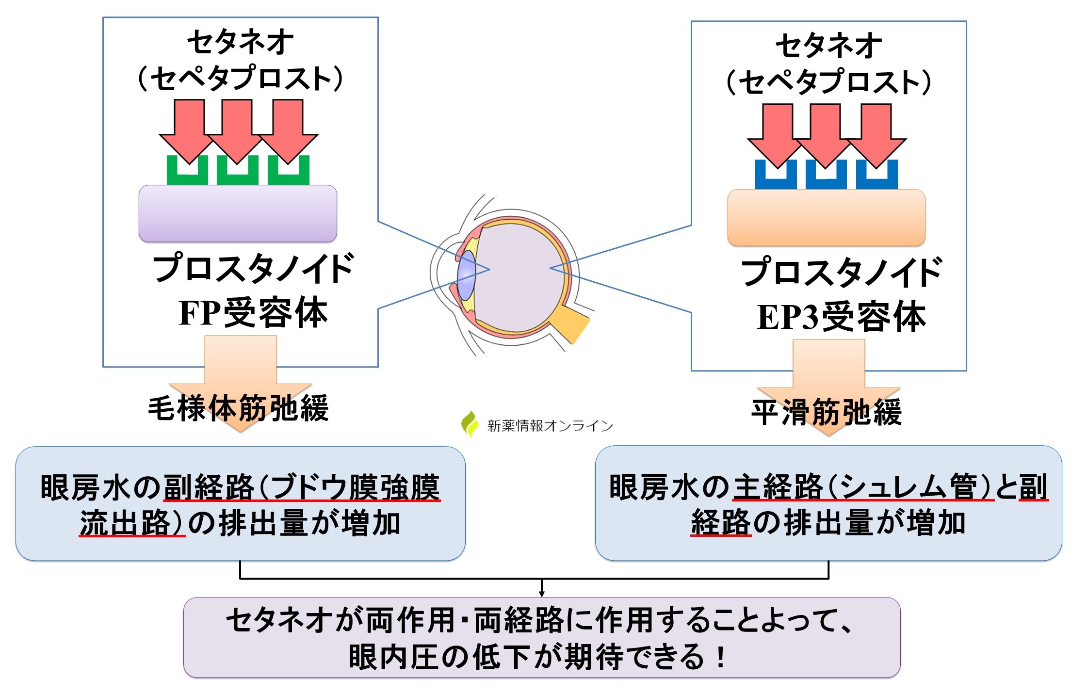 セタネオ（セペタプロスト）の作用機序：FP受容体作動＆EP3受容体作動のデュアル作用によって眼内圧を低下させる