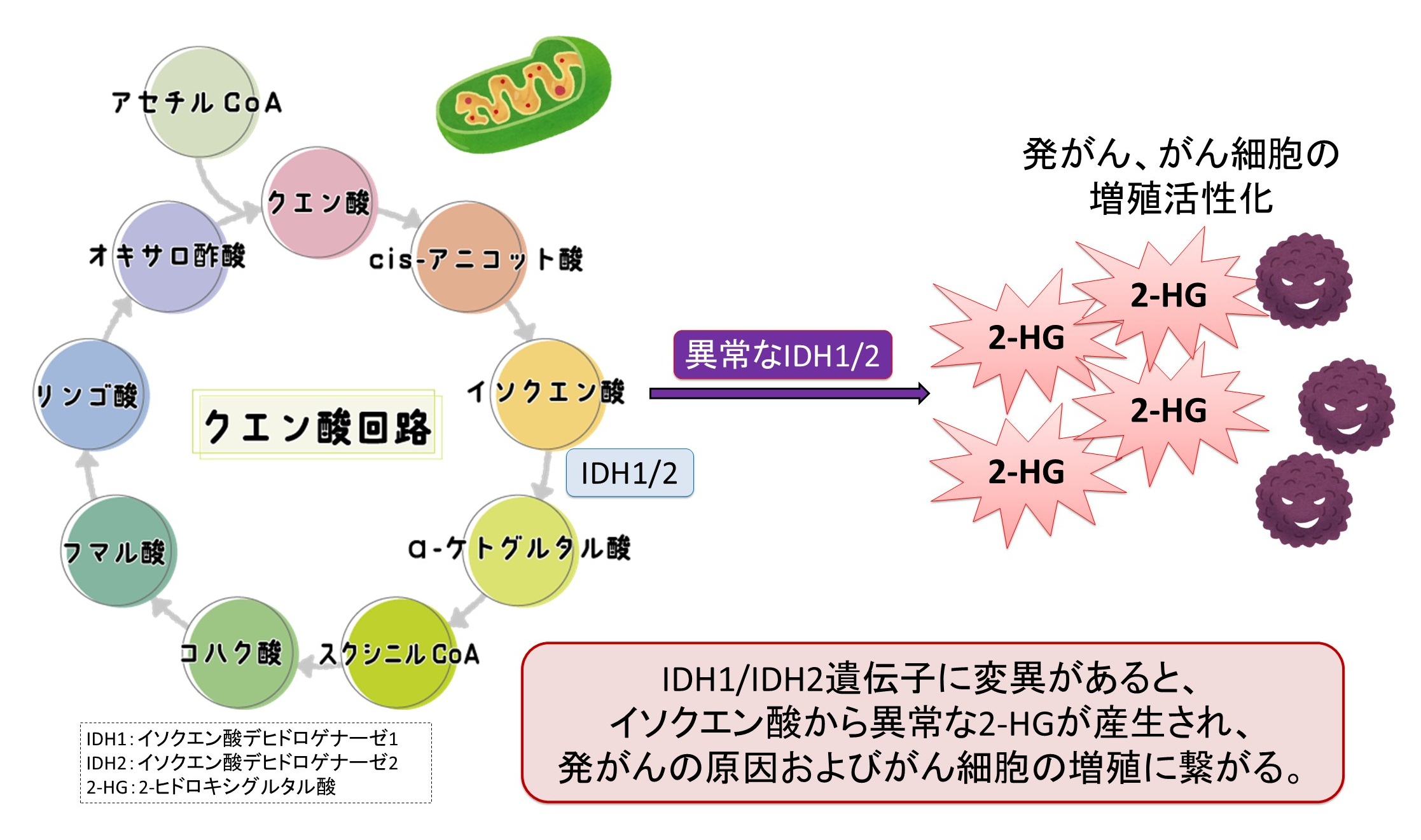 神経膠腫におけるIDH1/IDH2遺伝子変異の割合は約70%