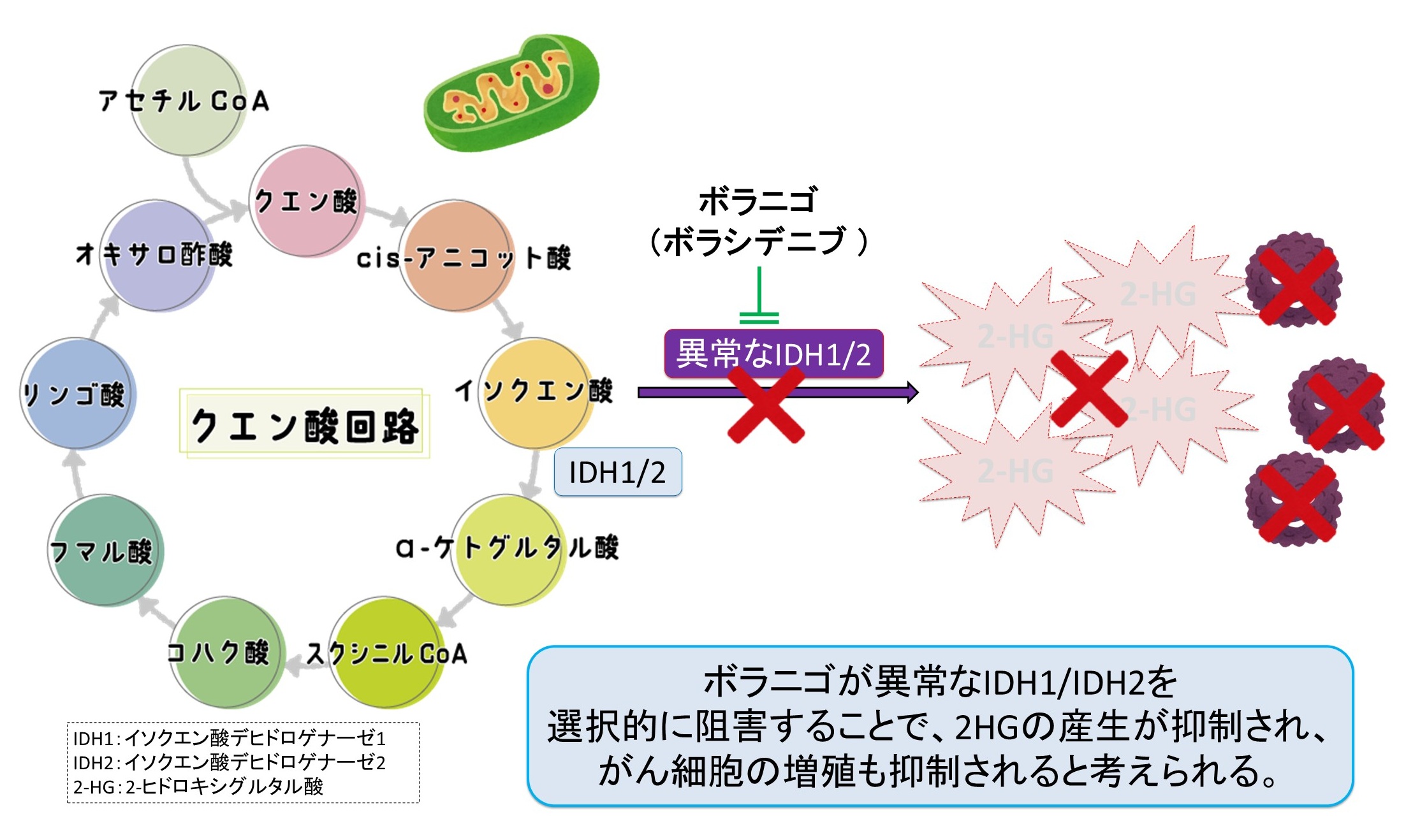 ボラニゴ（ボラシデニブ）の作用機序：IDH1/2阻害薬