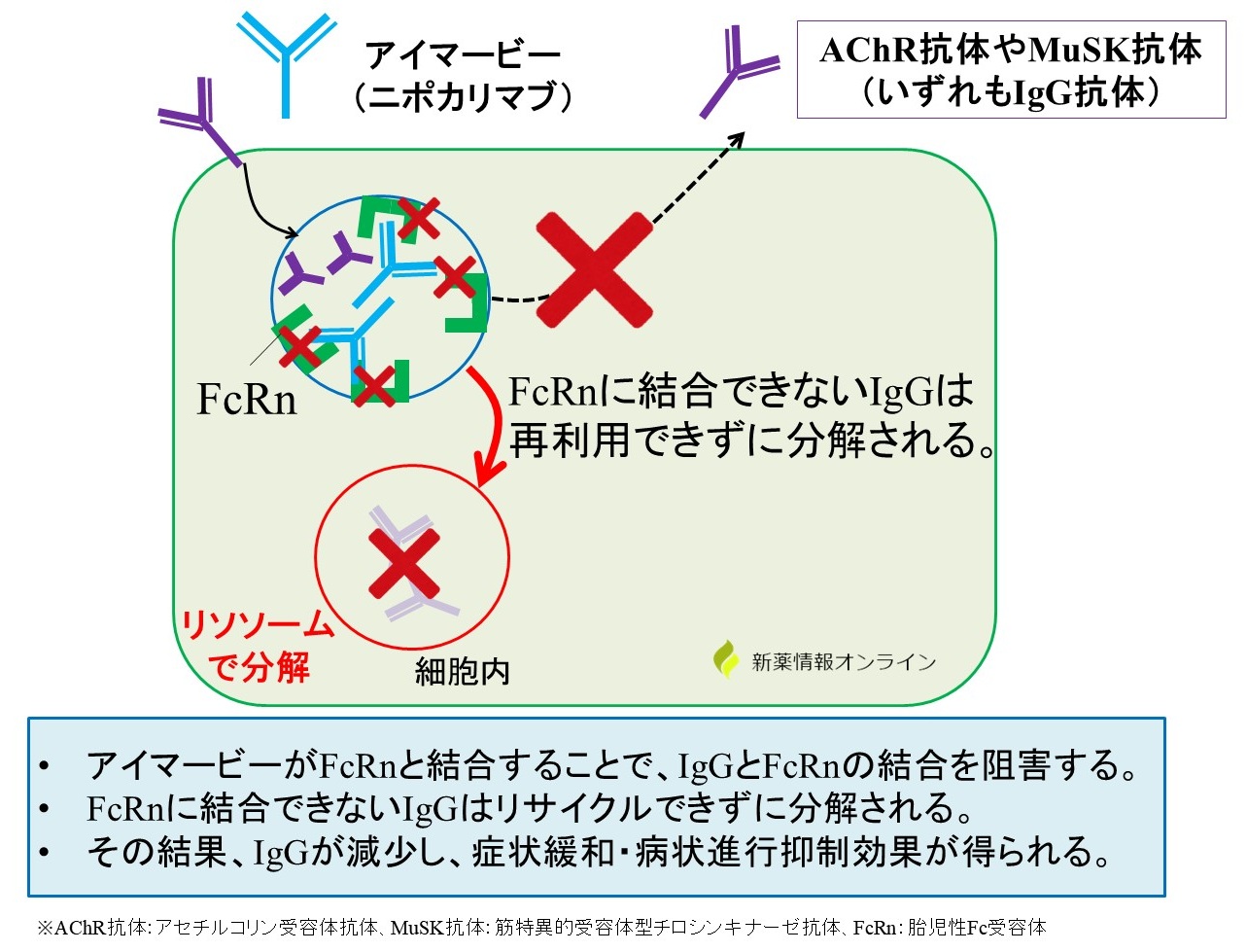 アイマービー（ニポカリマブ）の作用機序：抗FcRn抗体