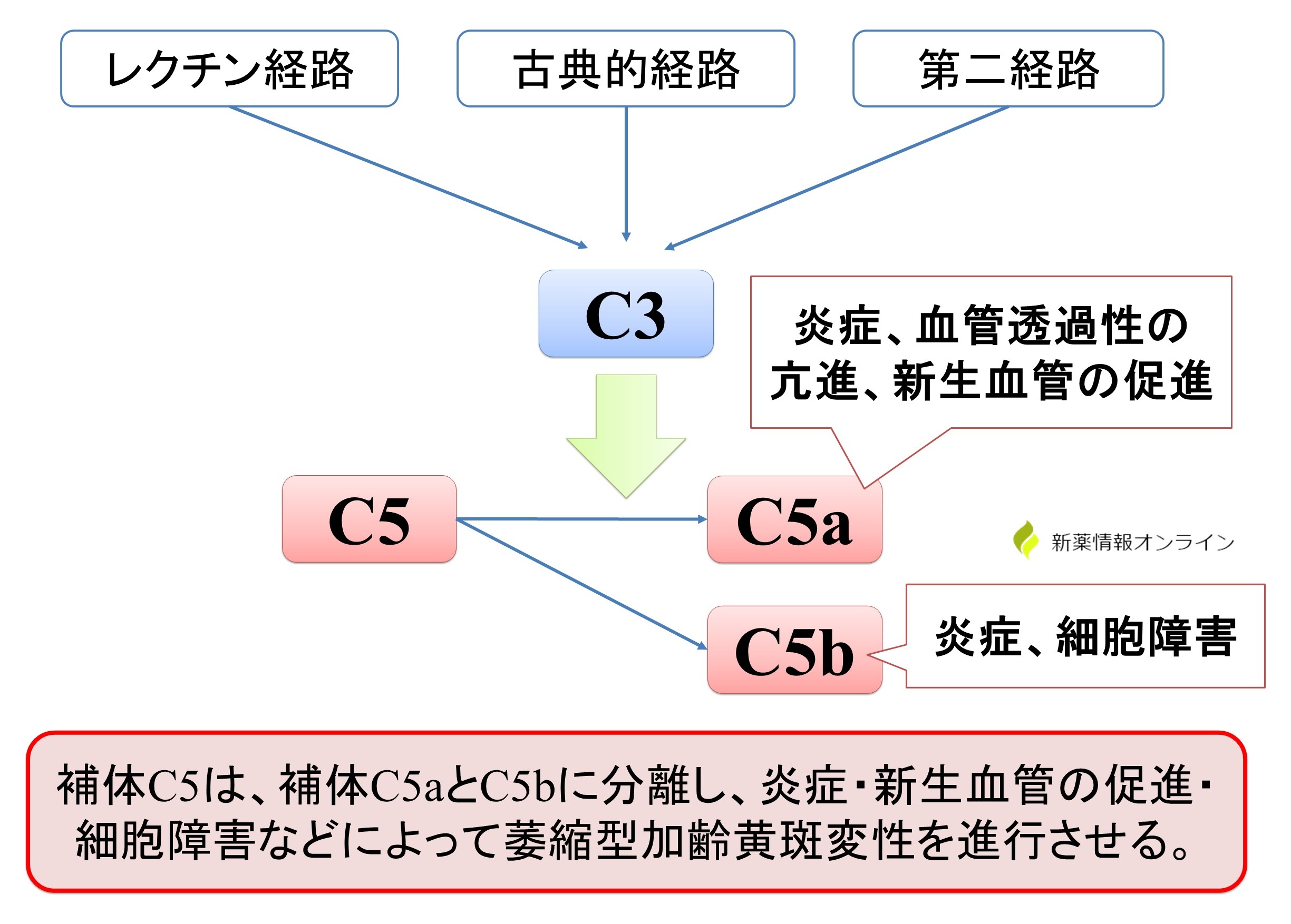 萎縮型加齢黄斑変性の病態：補体経路（C5）の活性化が示唆されている。