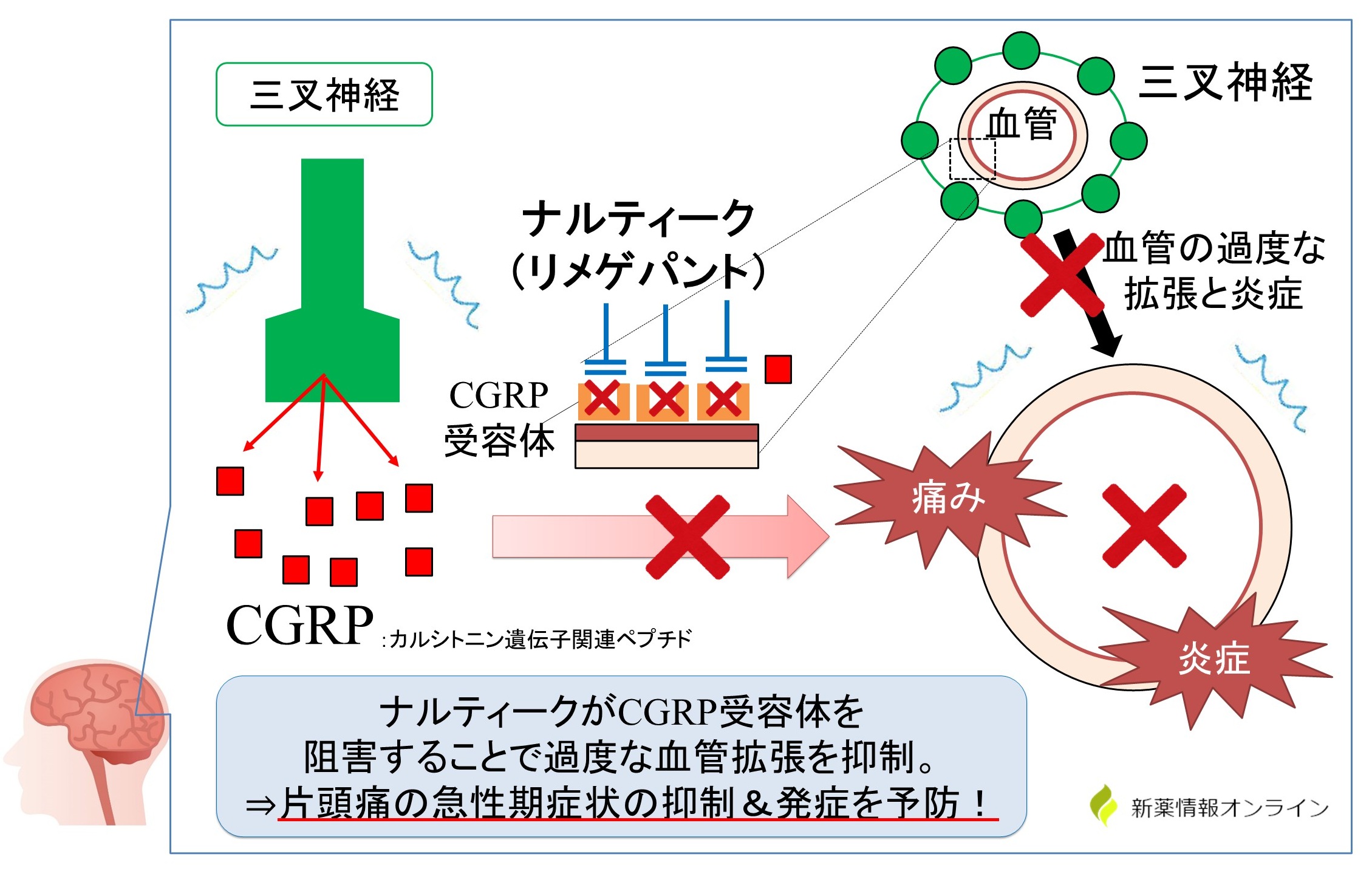 ナルティーク（リメゲパント）の作用機序：CGRP受容体の経口阻害薬