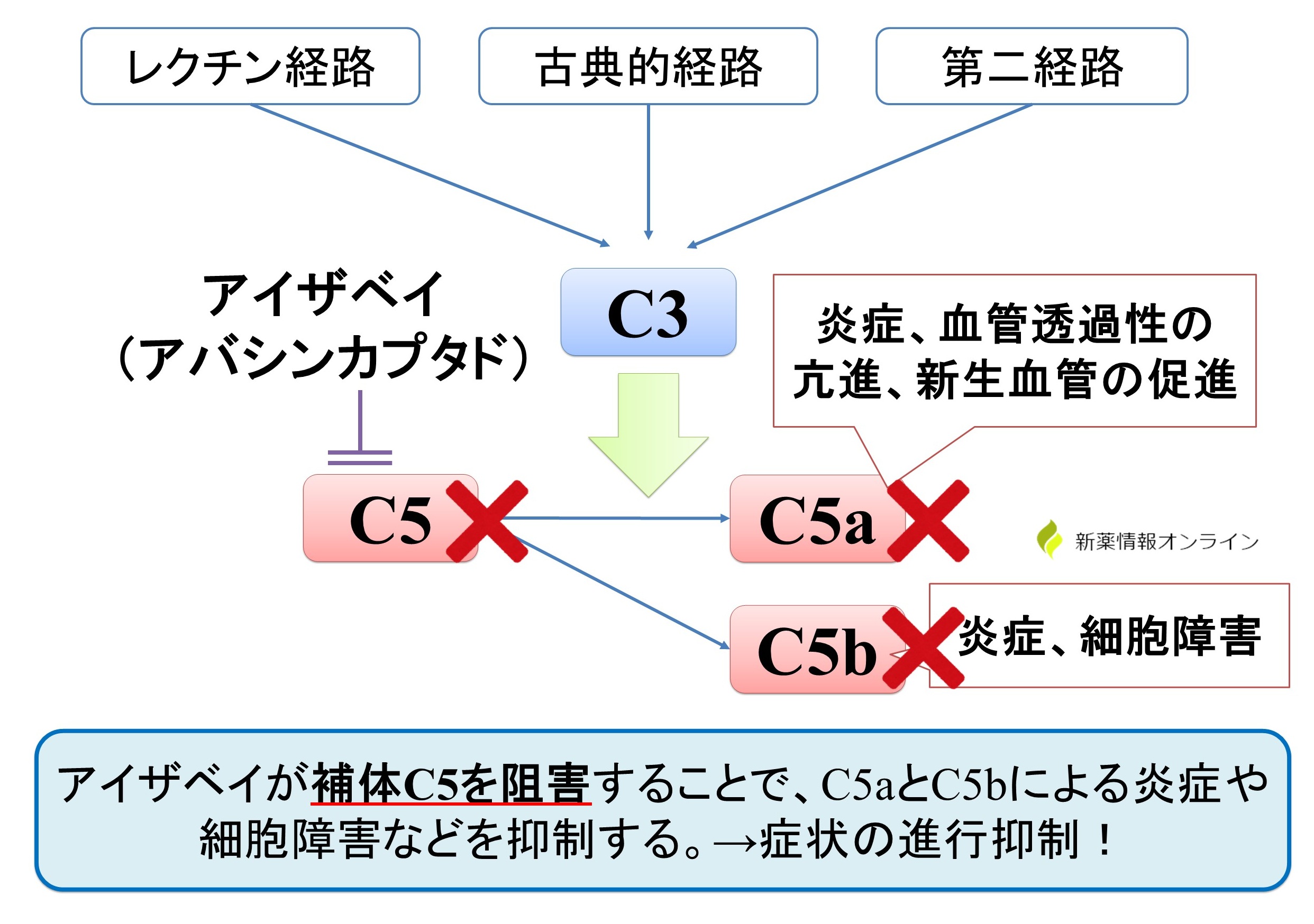 アイザベイ（アバシンカプタド）の作用機序：補体C5を阻害するPEG化ペプチド製剤