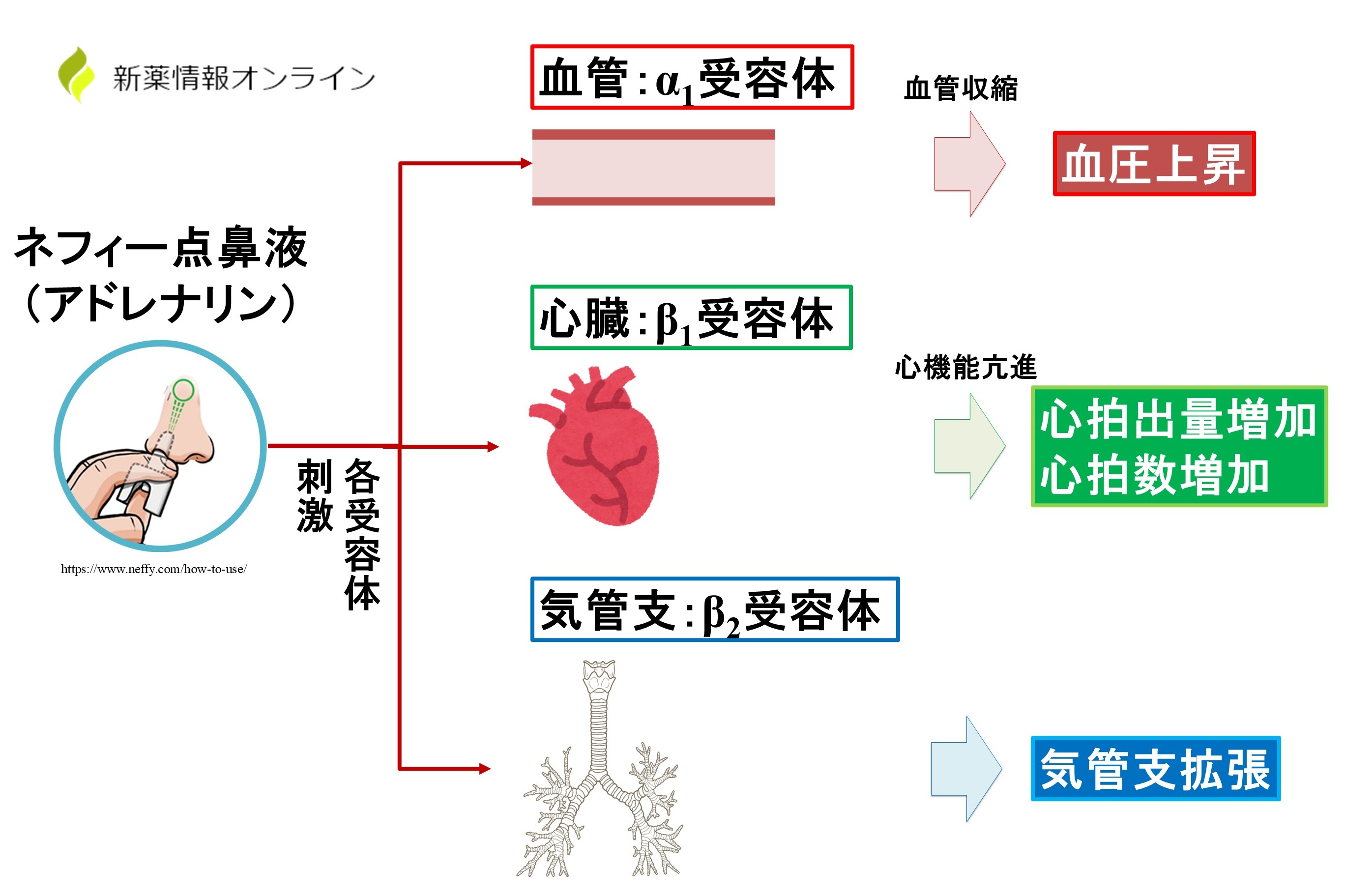 ネフィー点鼻液（アドレナリン）の作用機序・特徴