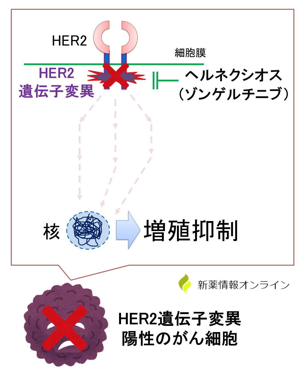 ヘルネクシオス（ゾンゲルチニブ）の作用機序：経口のHER2阻害薬