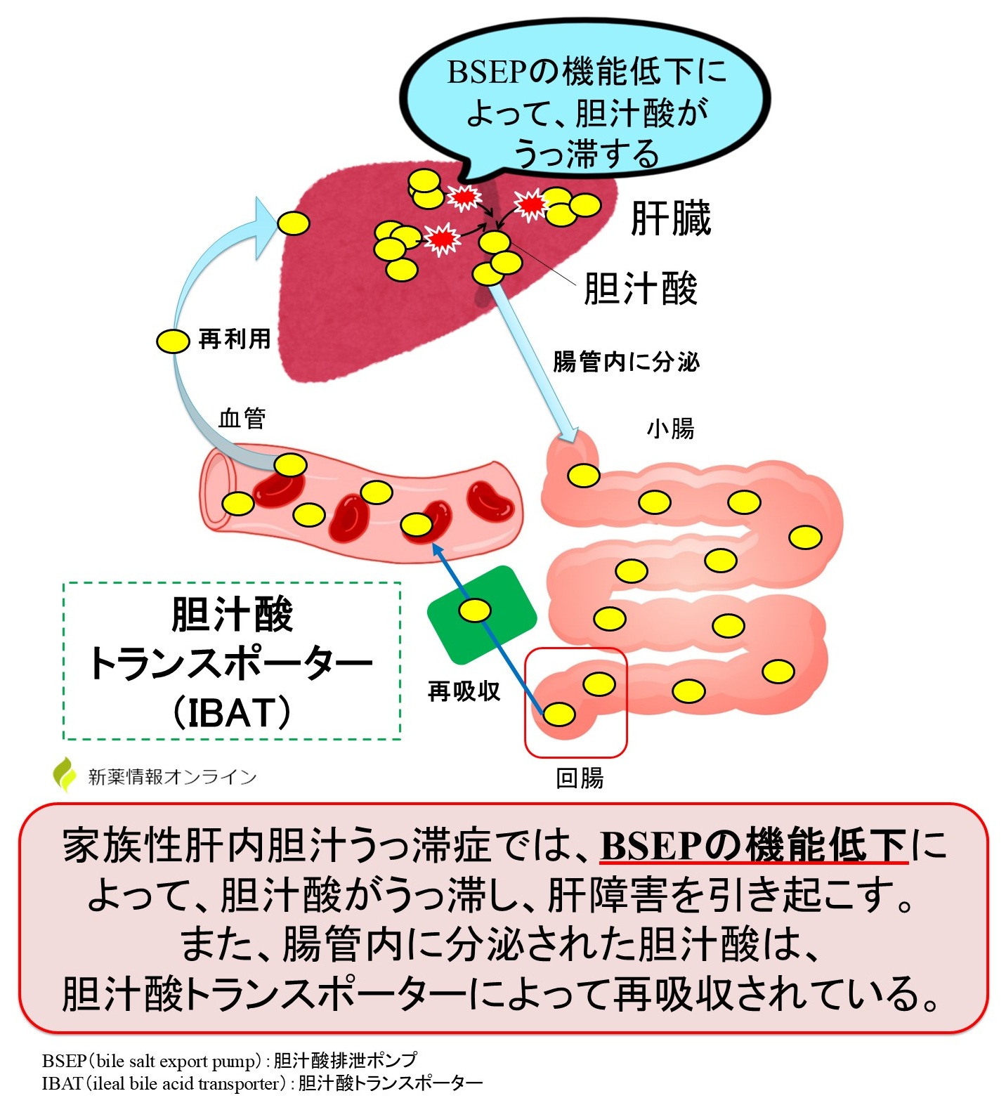 家族性肝内胆汁うっ滞症では、BSEPの機能低下によって、胆汁酸がうっ滞し、肝障害を引き起こす。