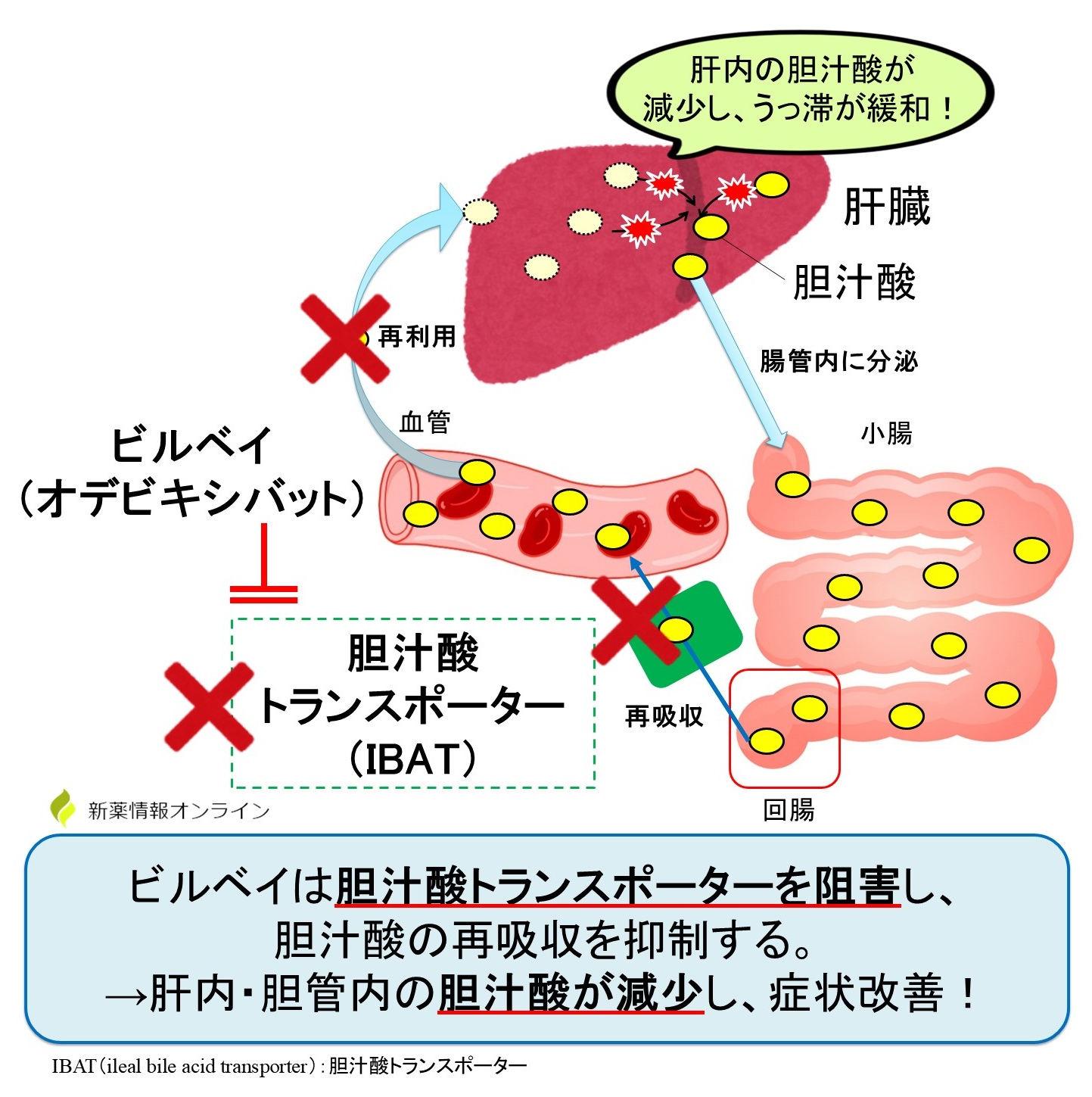 ビルベイ（オデビキシバット）の作用機序：IBAT阻害薬
