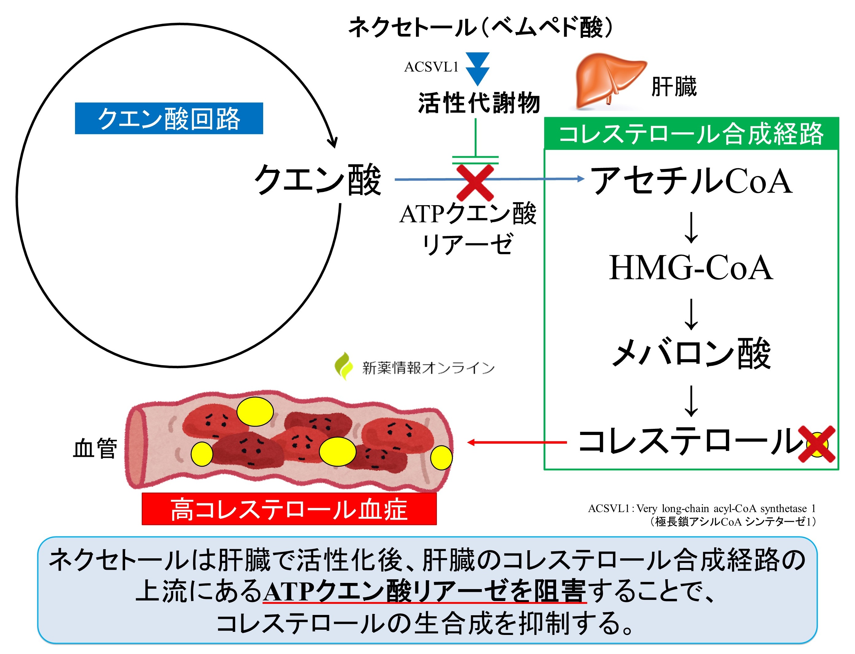 ネクセトール（ベムペド酸）の作用機序：ATPクエン酸リアーゼ阻害剤