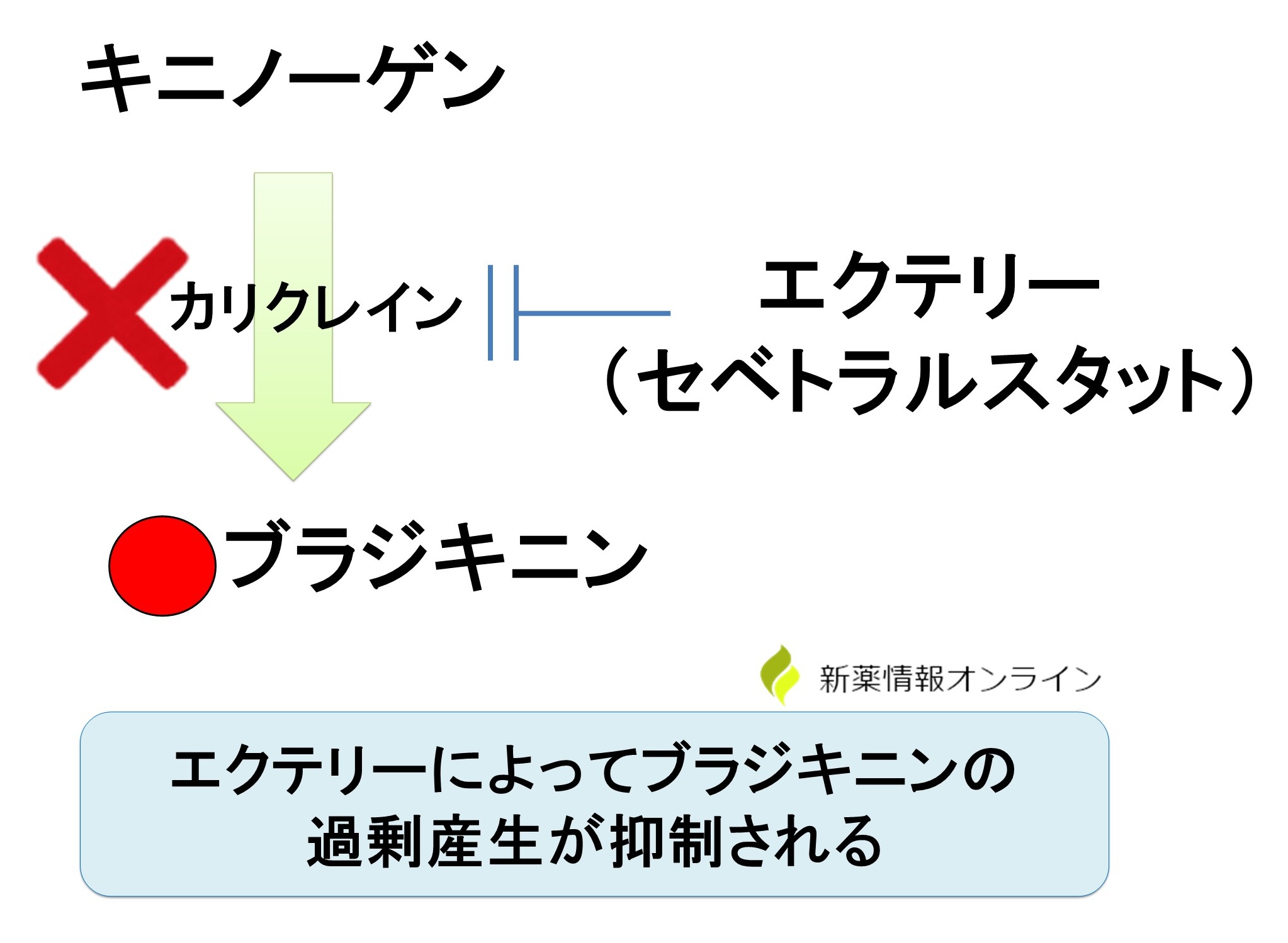 エクテリー(セベトラルスタット)の作用機序:経口のカリクレイン阻害薬