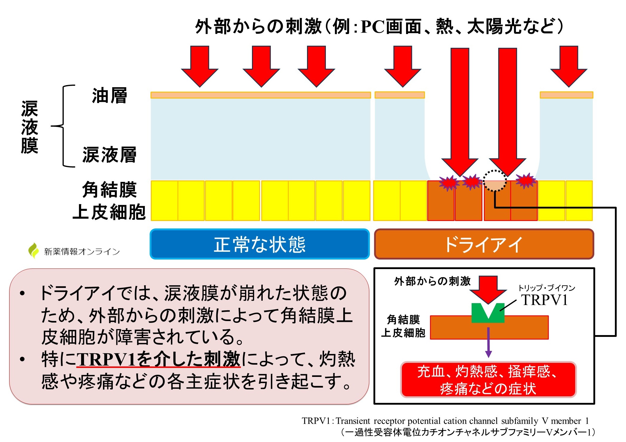 ドライアイにおける涙液膜の状態とTRPV1の働き