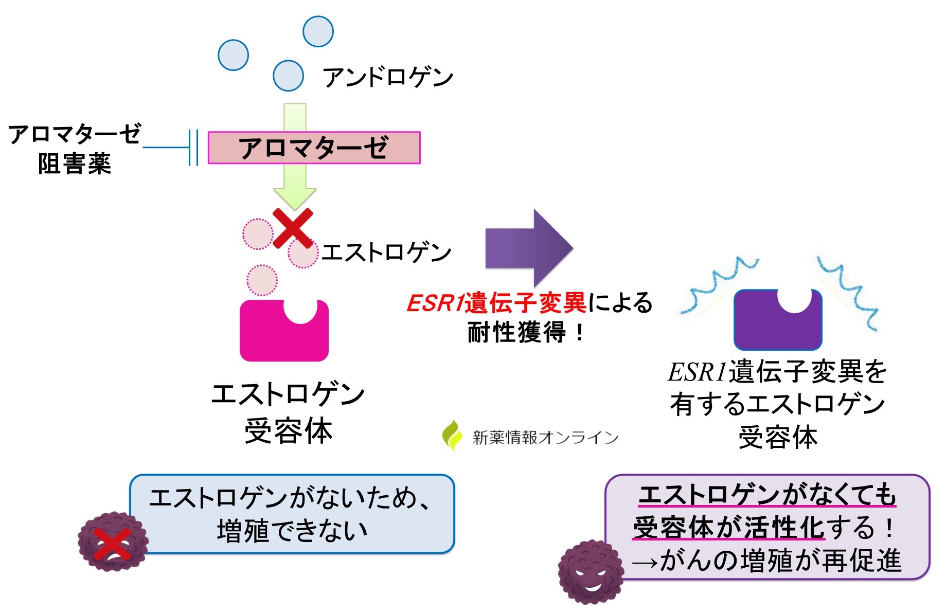 アロマターゼ阻害薬の耐性機構として、ESR1遺伝子がある。ESR1遺伝子に変異があると、エストロゲン非依存的にエストロゲン受容体が活性化する。
