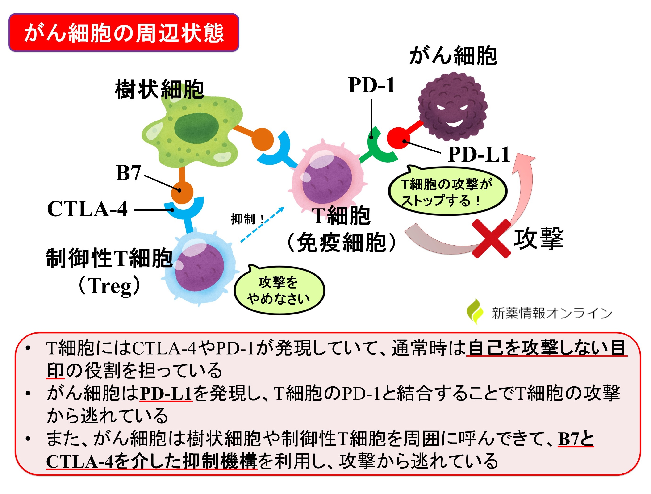 がんと免疫チェックポイント：PD-1やCTLA-4