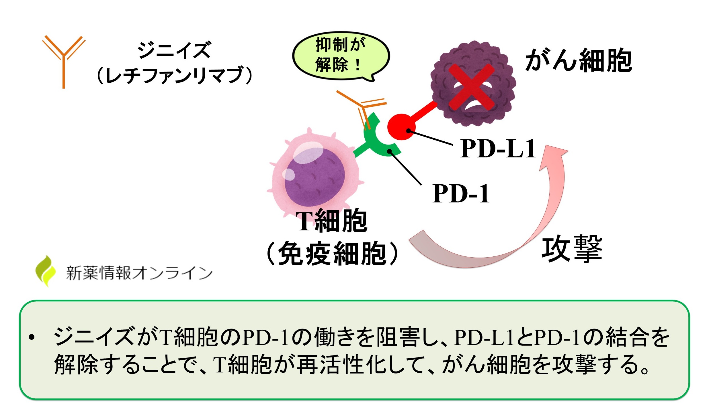ジニイズ（レチファンリマブ）の作用機序：抗PD-1抗体薬である免疫チェックポイント阻害薬