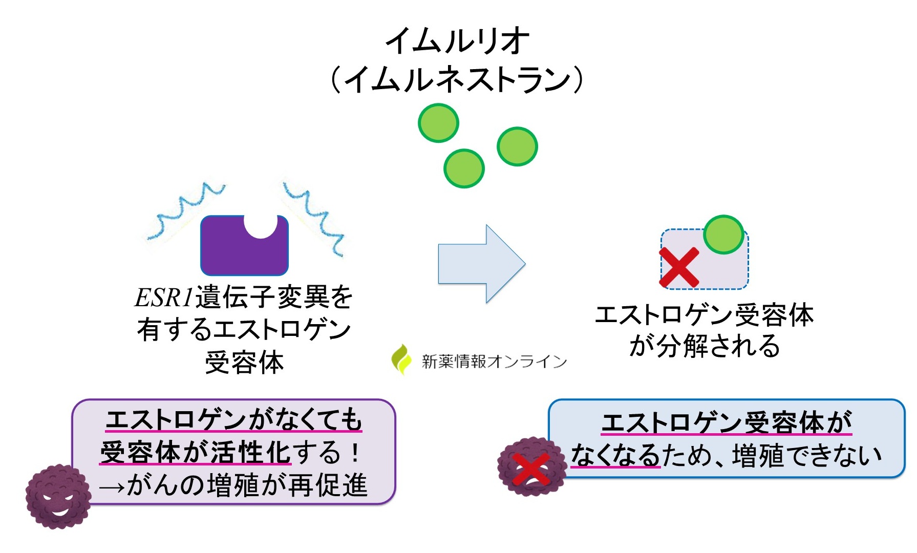イムルリオ（イムルネストラン）の作用機序：経口投与可能なSERDです。エストロゲン受容体を分解することで、乳がん細胞の増殖を抑制する。