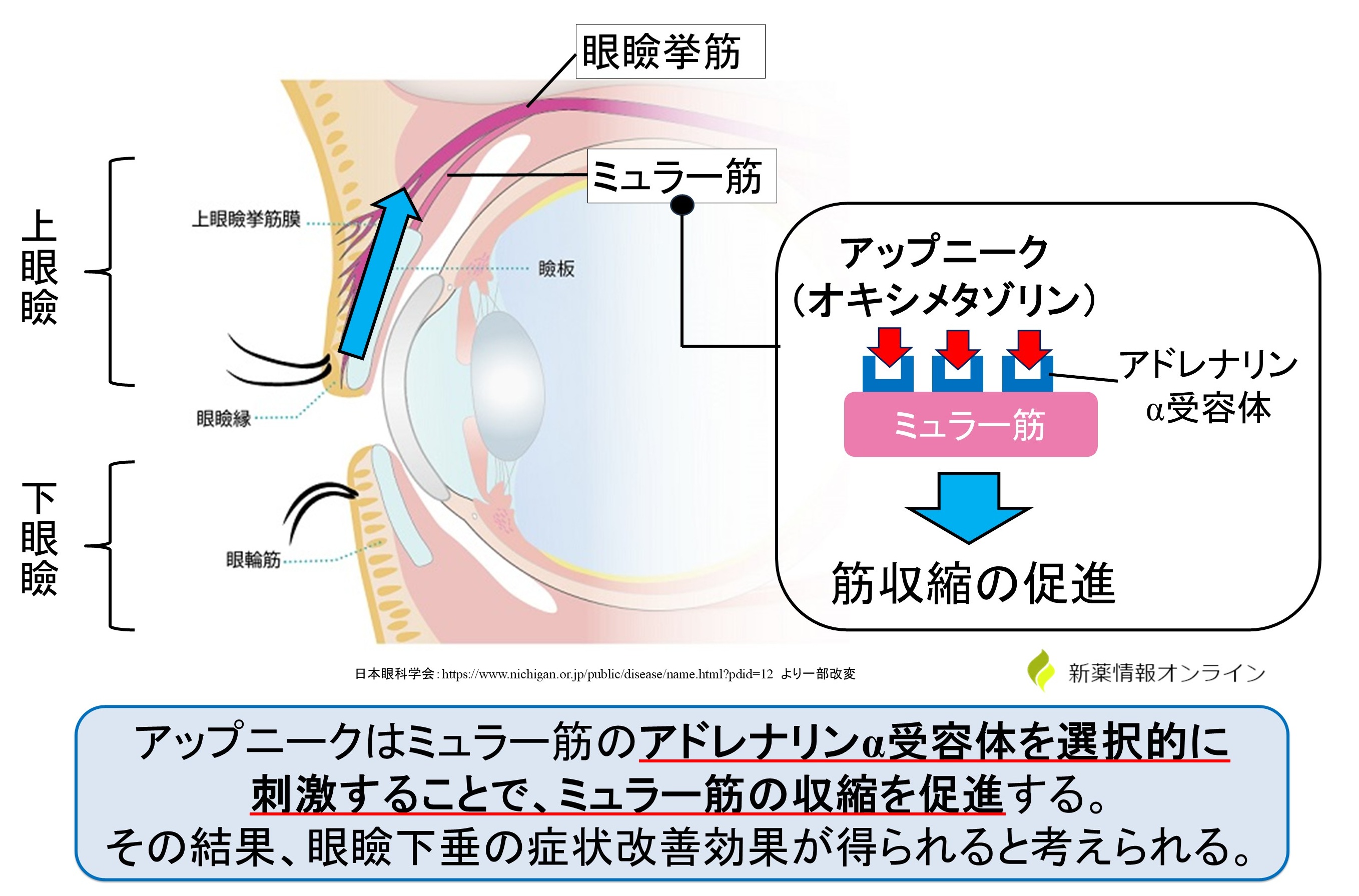 アップニークミニ点眼液（オキシメタゾリン）の作用機序：ミュラー筋のアドレナリンα受容体選択的作動薬