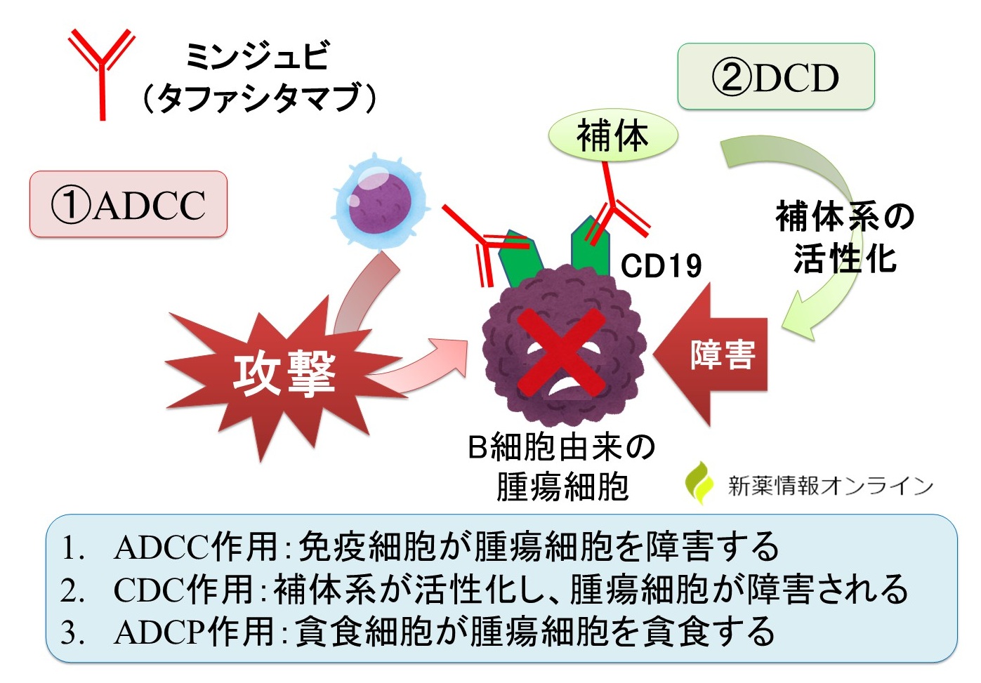ミンジュビ（タファシタマブ）の作用機序：抗CD19抗体薬で、ADCC/CDC/ADCP作用が期待できる
