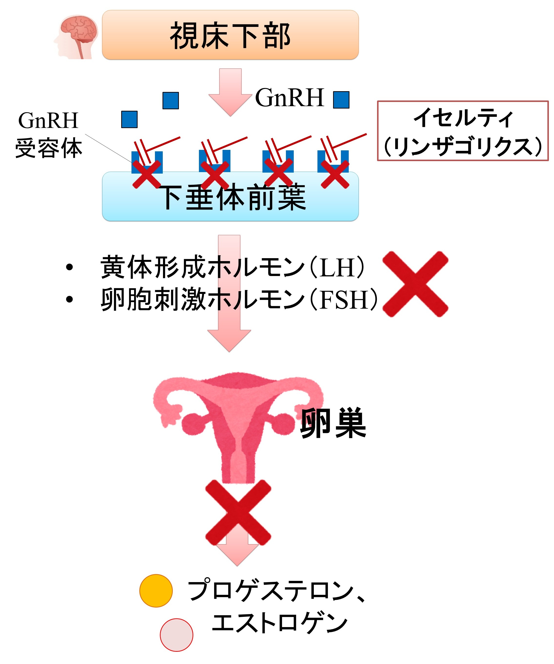 イセルティ（リンザゴリクス）の作用機序と特徴：GnRHアンタゴニスト製剤