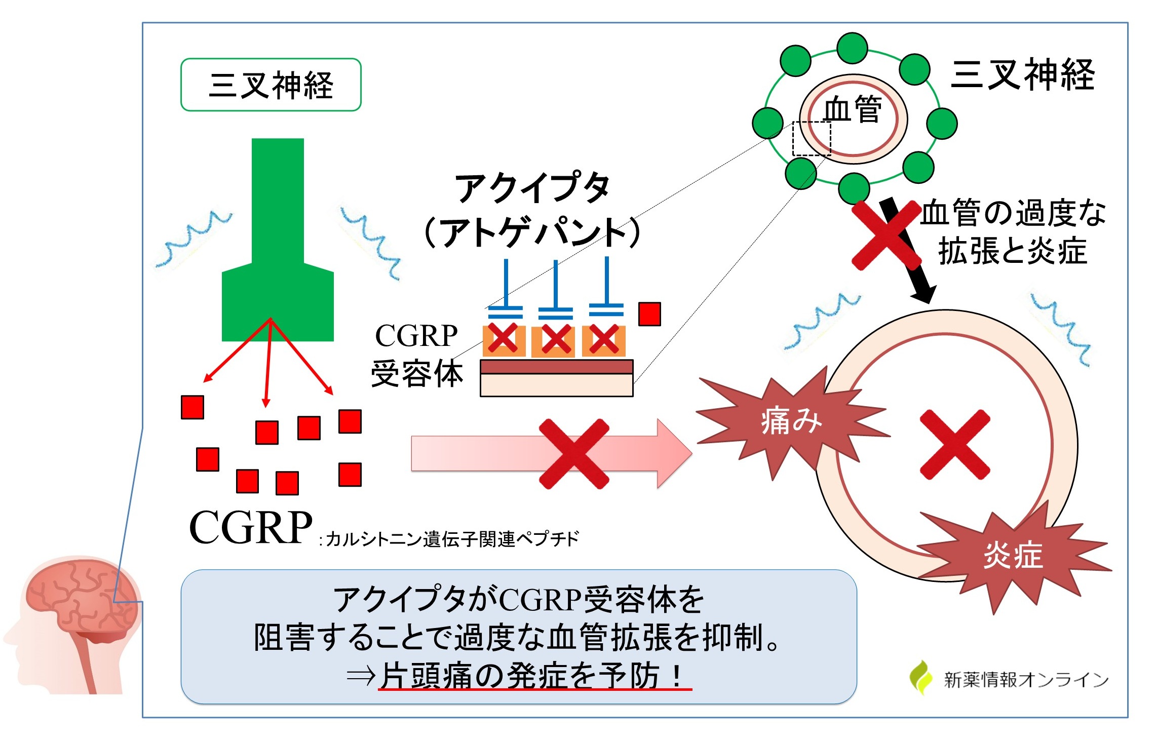 アクイプタ（アトゲパント）の作用機序：CGRP受容体の経口阻害薬