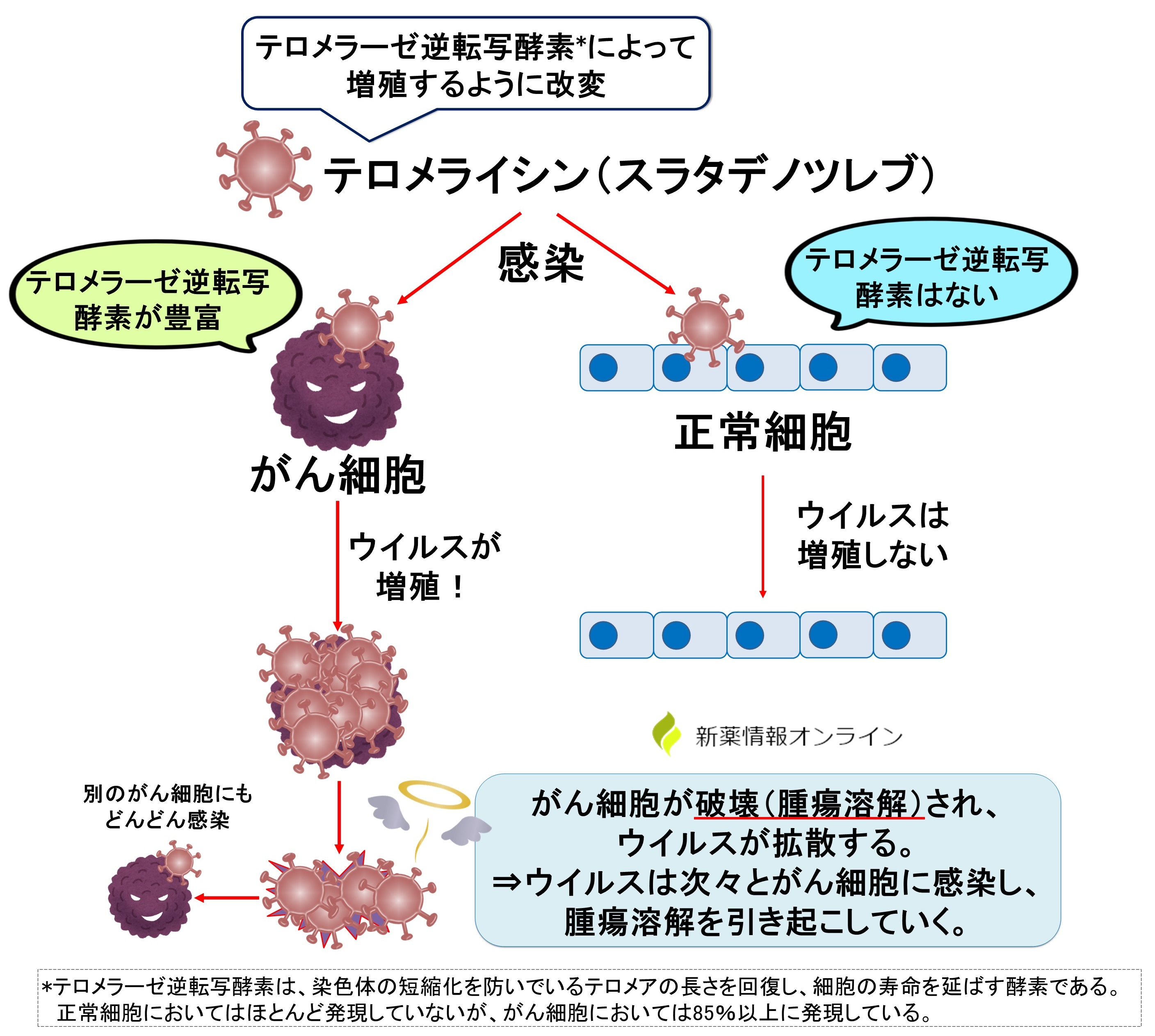テロメライシン（スラタデノツレブ）の作用機序と特徴