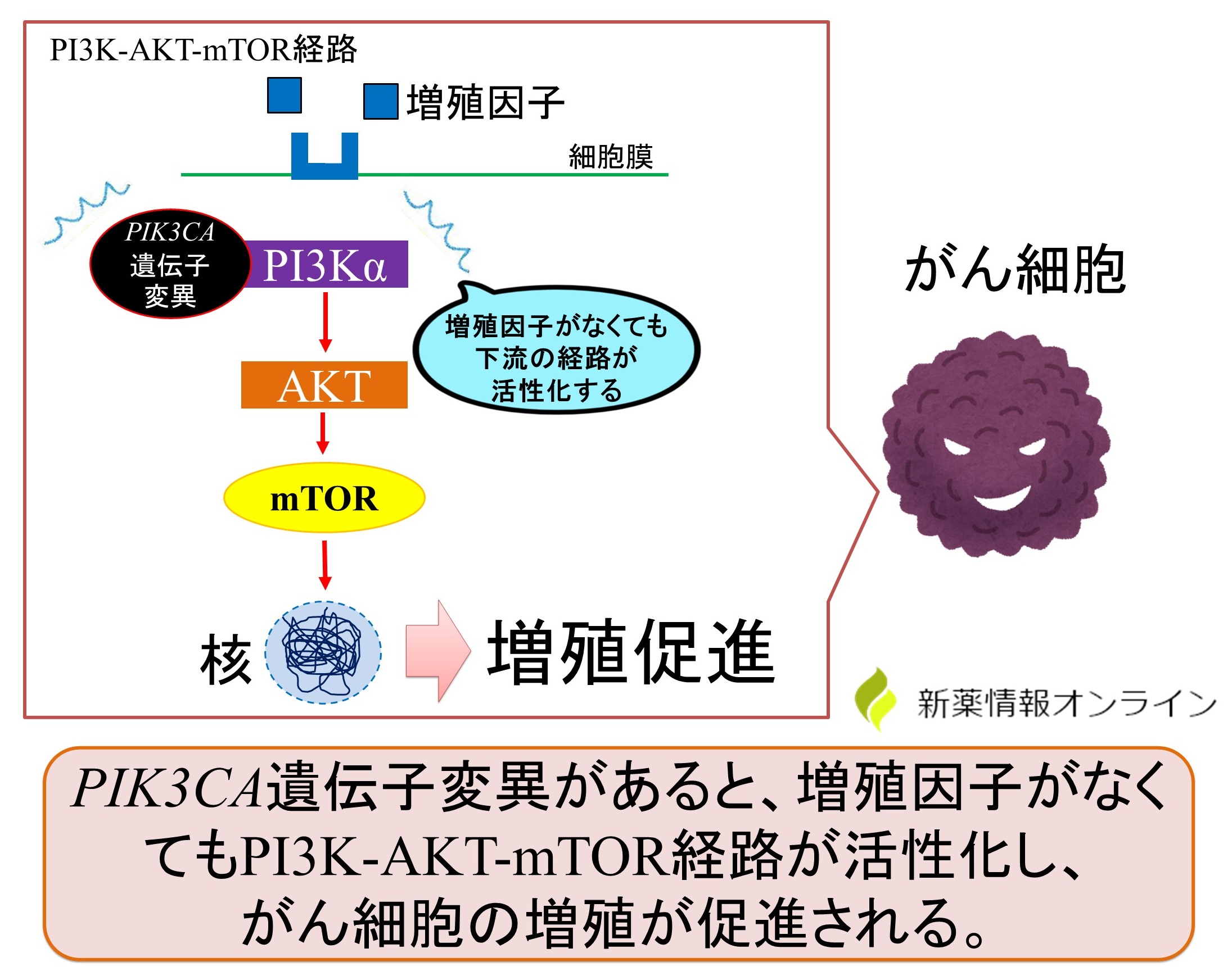 明細胞がんとPIK3CA遺伝子変異