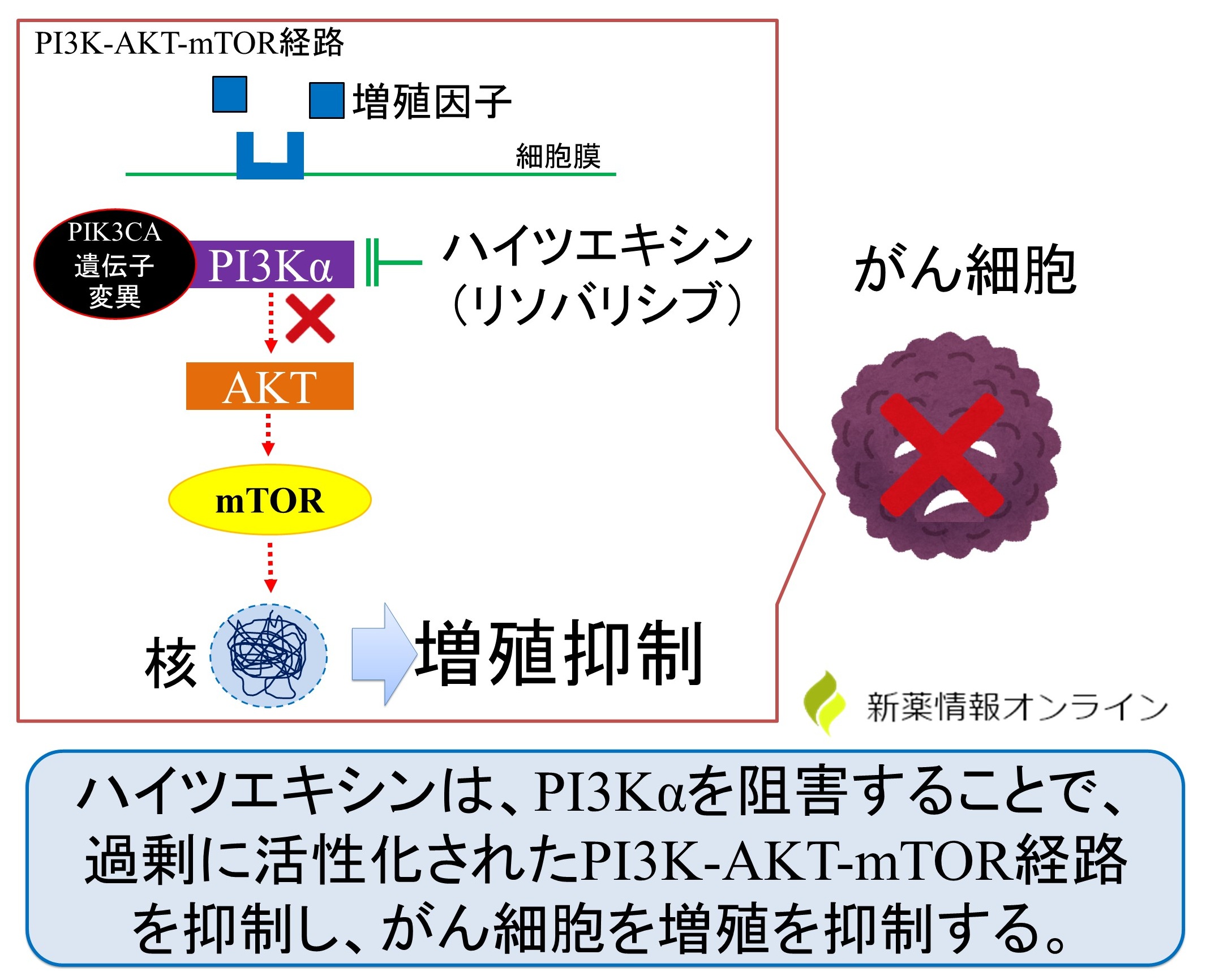 ハイツエキシン(リソバリシブ):PI3Kα阻害薬