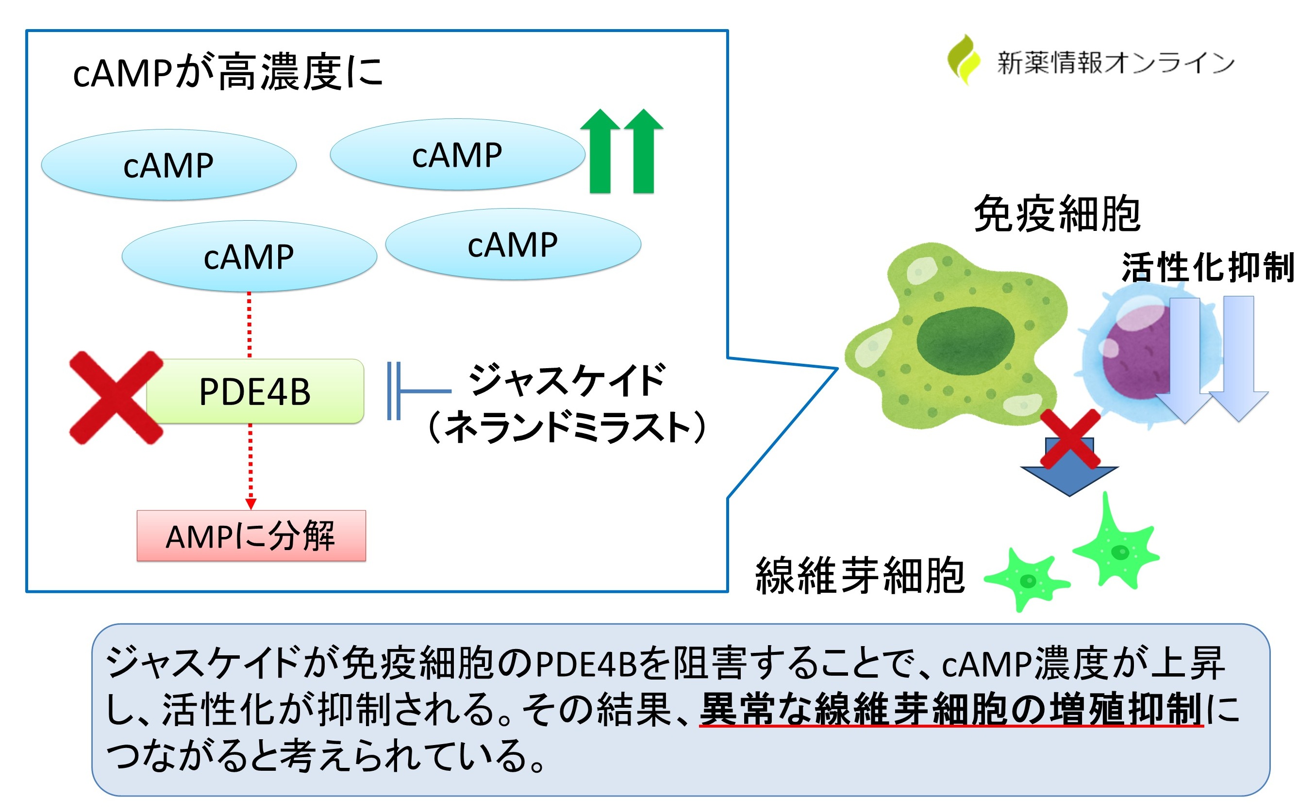 ジャスケイド（ネランドミラスト）の作用機序：PDE4B阻害