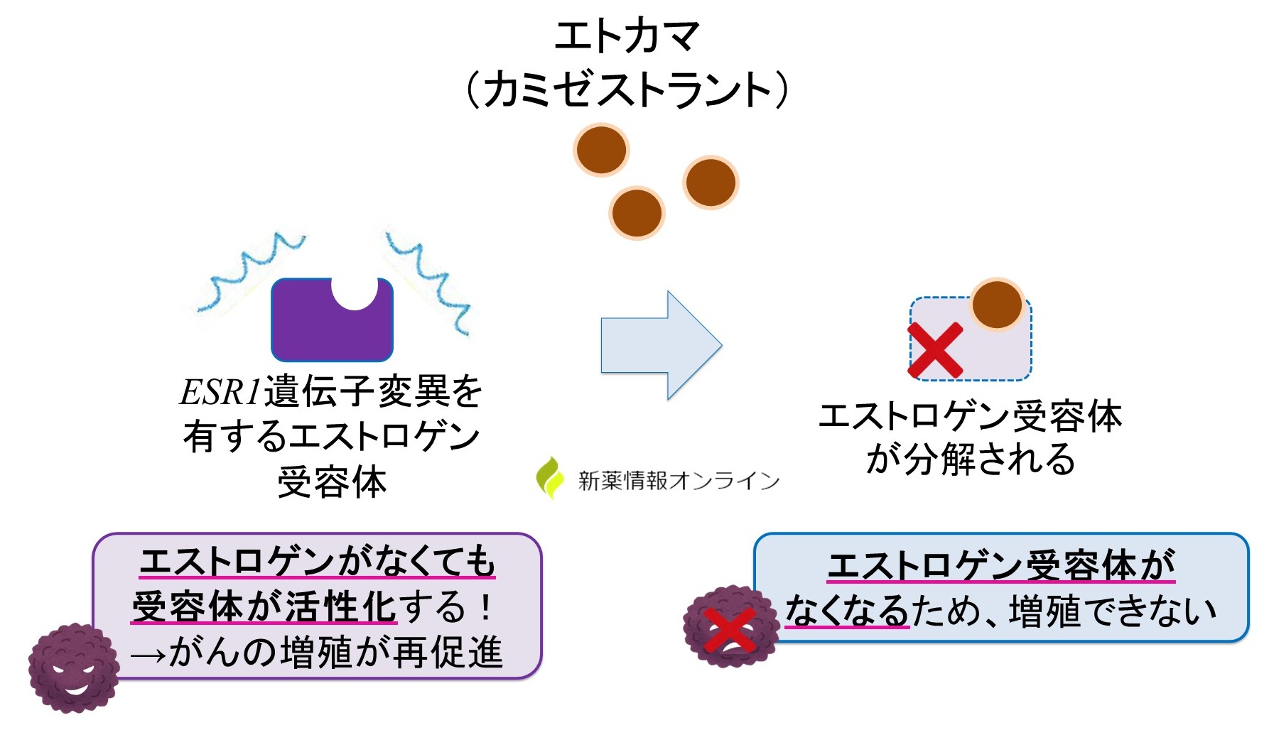 エトカマ（カミゼストラント）の作用機序：経口投与可能なSERDです。エストロゲン受容体を分解することで、乳がん細胞の増殖を抑制する。