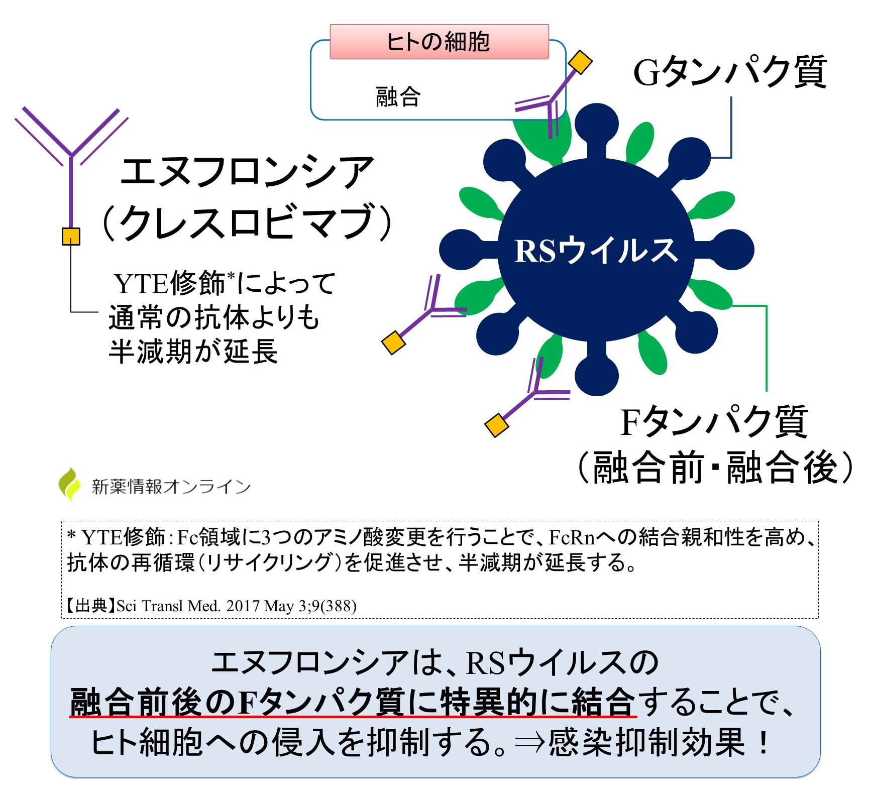エヌフロンシア（クレスロビマブ）の作用機序・特徴