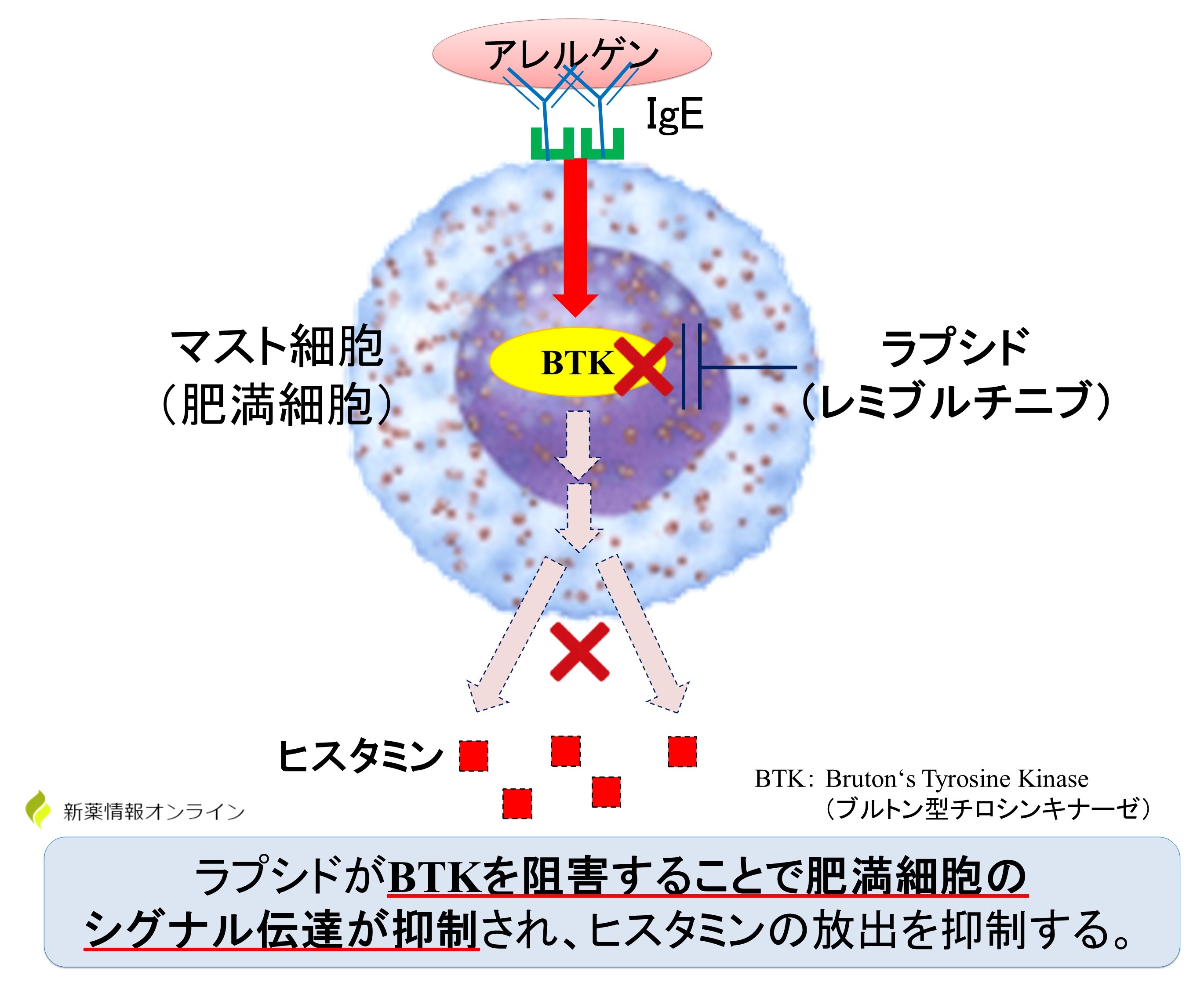ラプシド（レミブルチニブ）の作用機序：BTK阻害薬