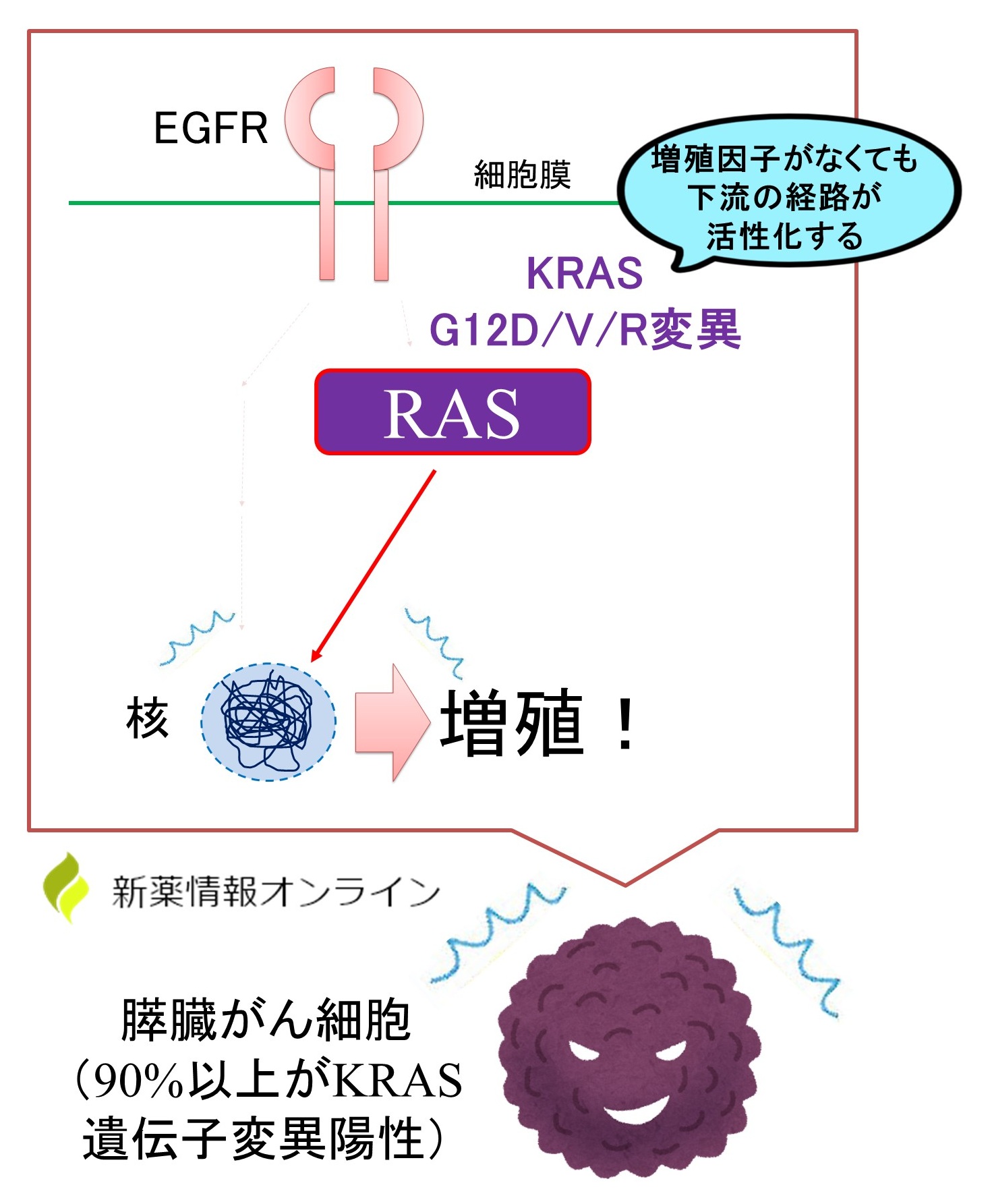 膵臓がんにおけRAS遺伝子変異