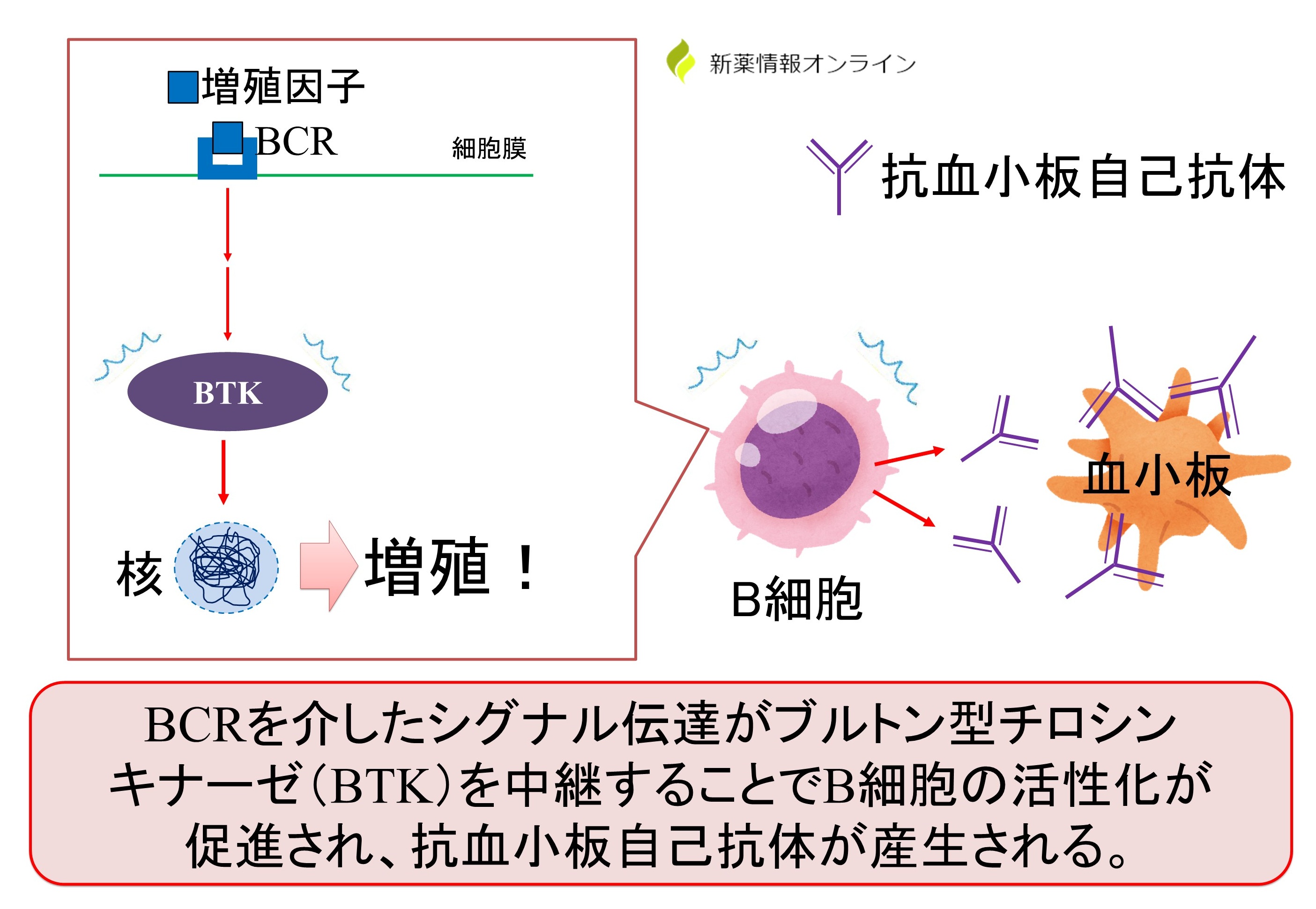 ITPでは、BTKの過剰亢進によって血小板に対する抗血小板自己抗体が過剰に産生されている