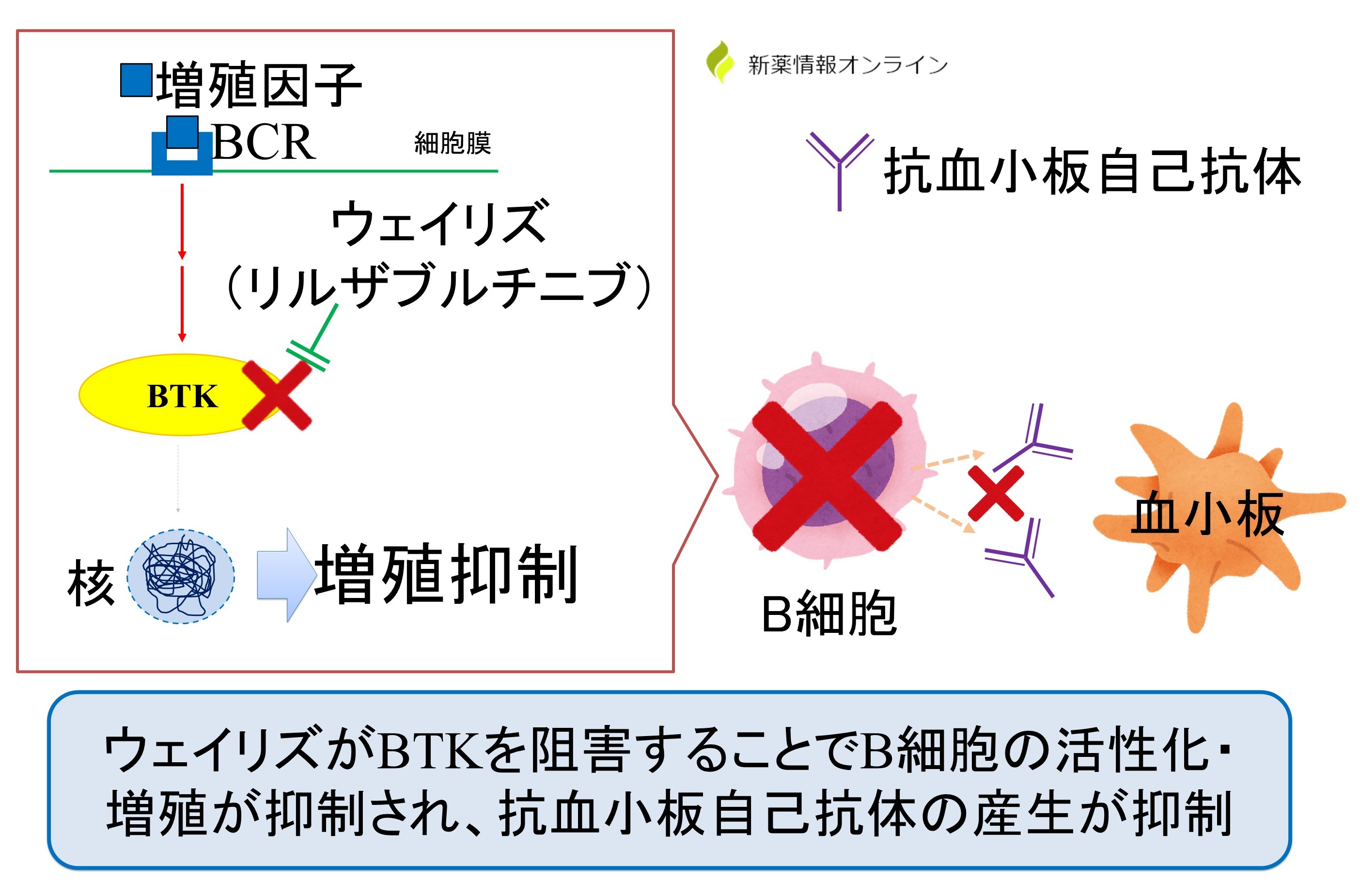 ウェイリズ（リルザブルチニブ）の作用機序：BTK阻害薬