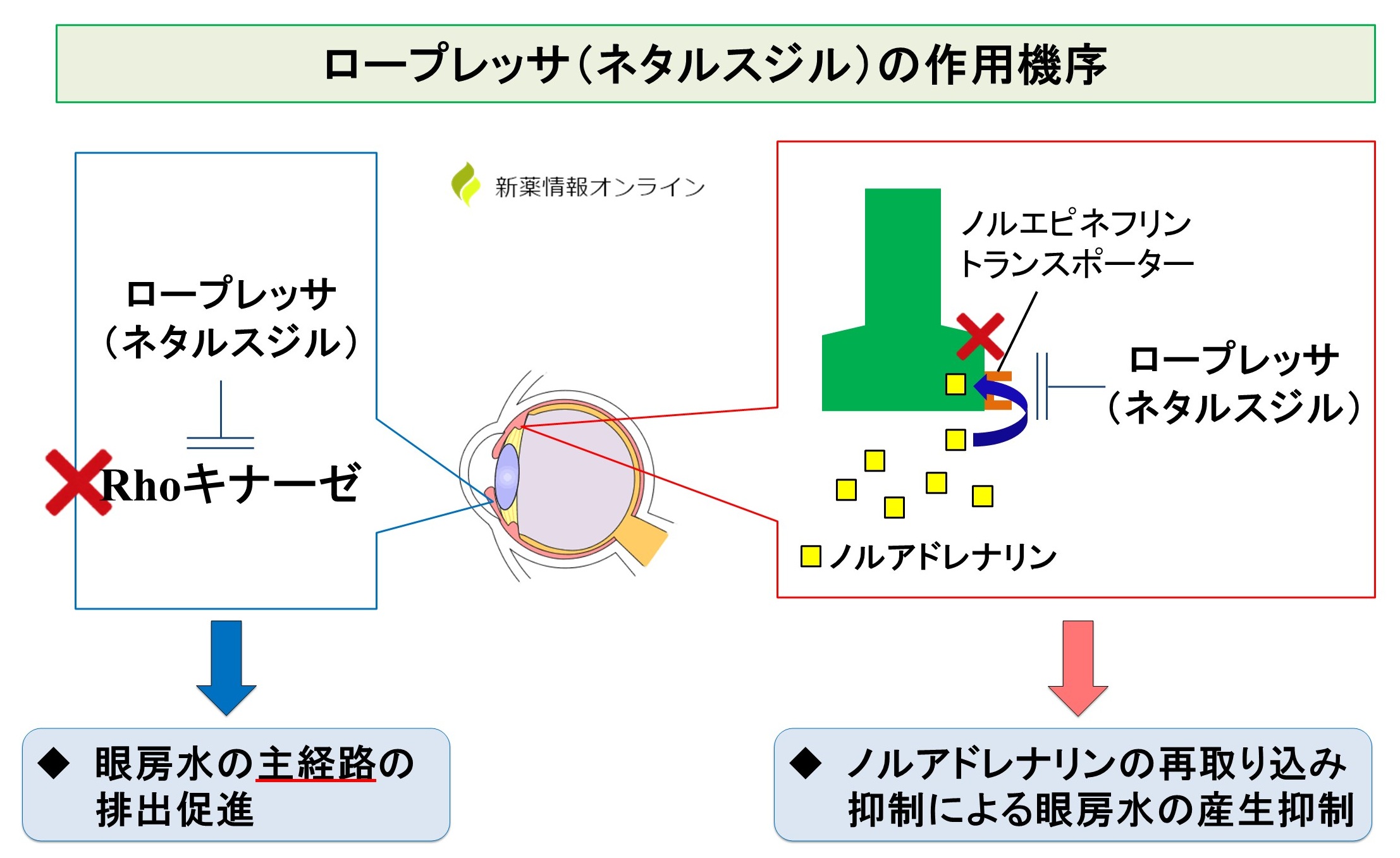 ロープレッサ点眼液（ネタルスジル）の作用機序：ROCK阻害＋NET阻害