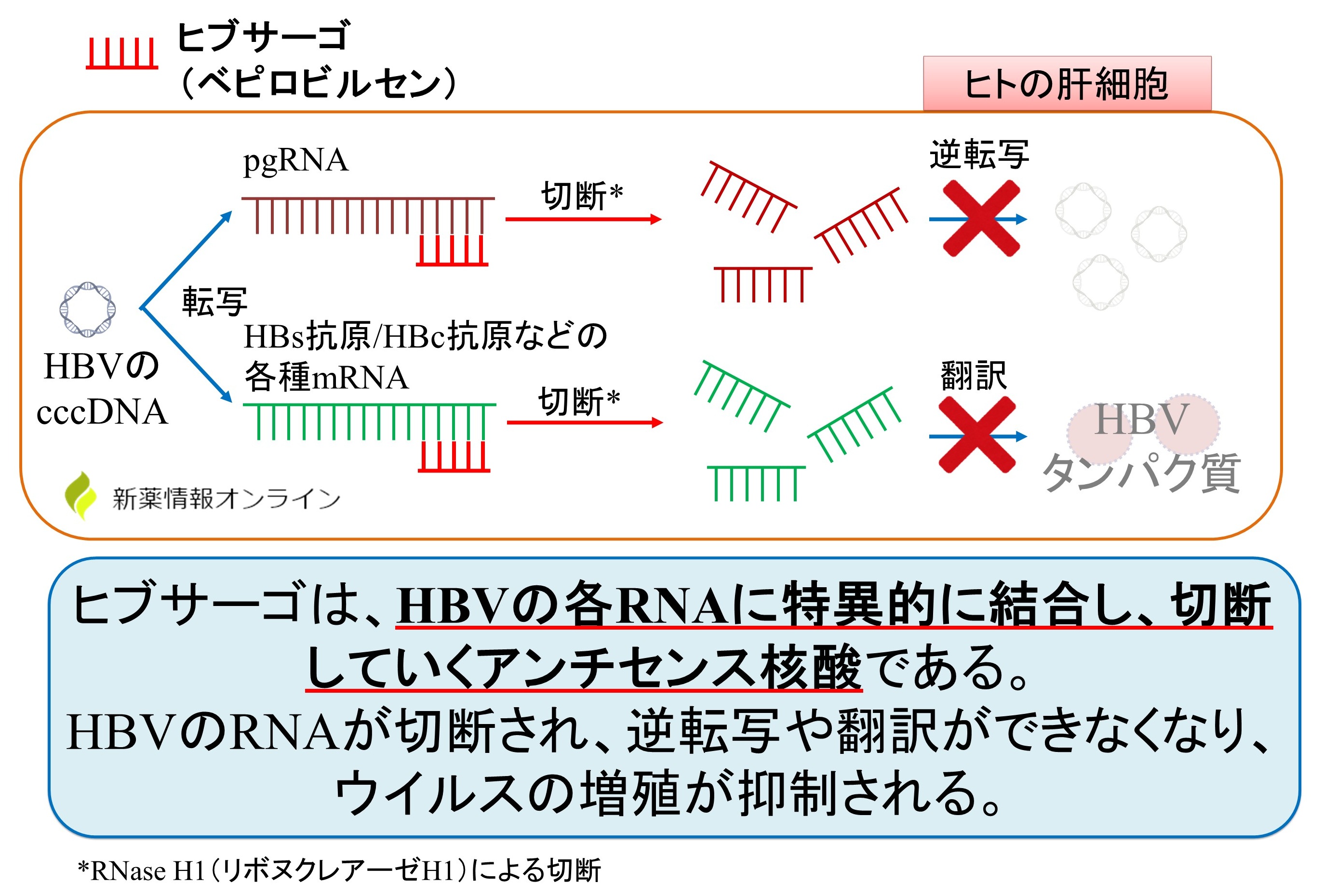 ヒブサーゴ（ベピロビルセン）の作用機序：ASO