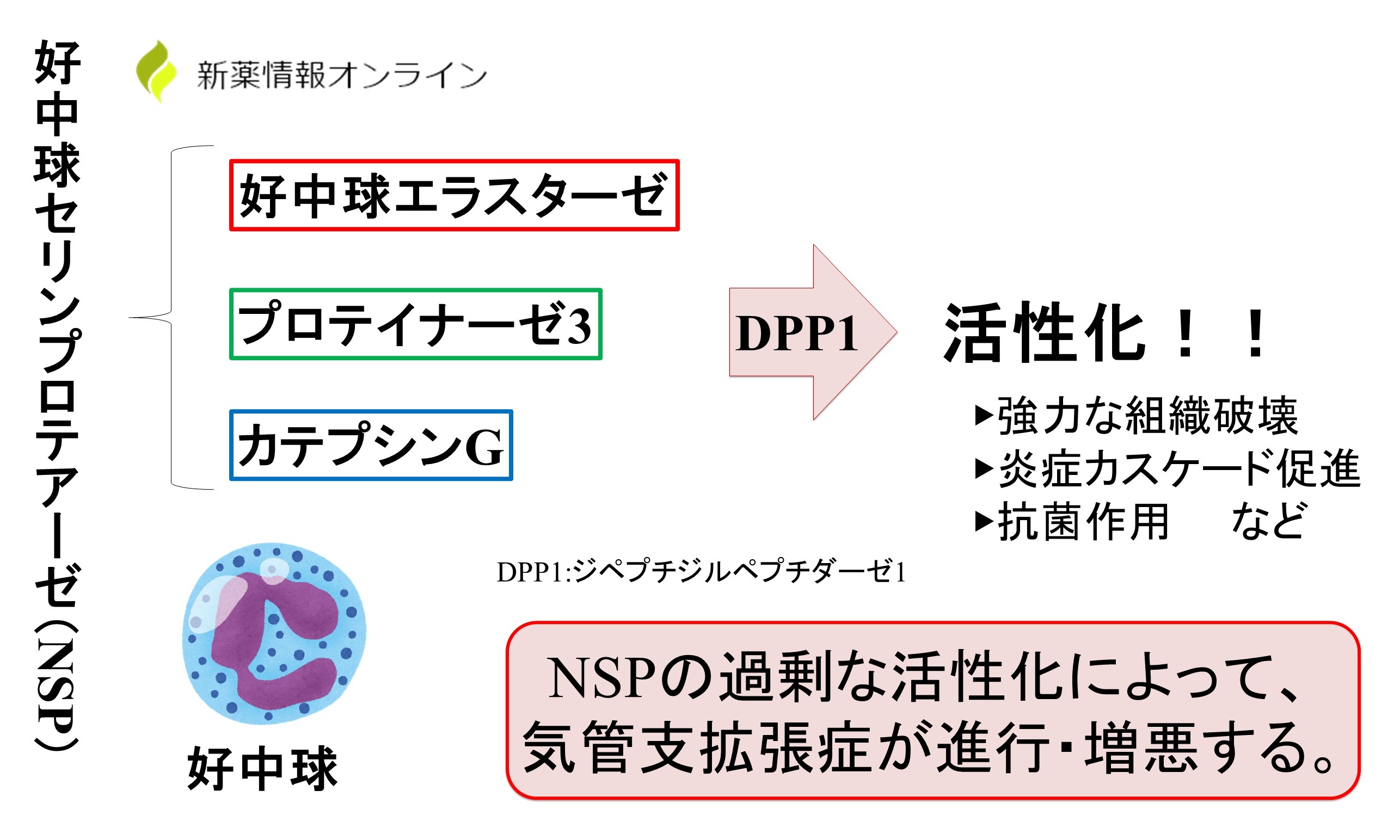 気管支拡張症における好中球セリンプロテアーゼ（NSP）の関与
