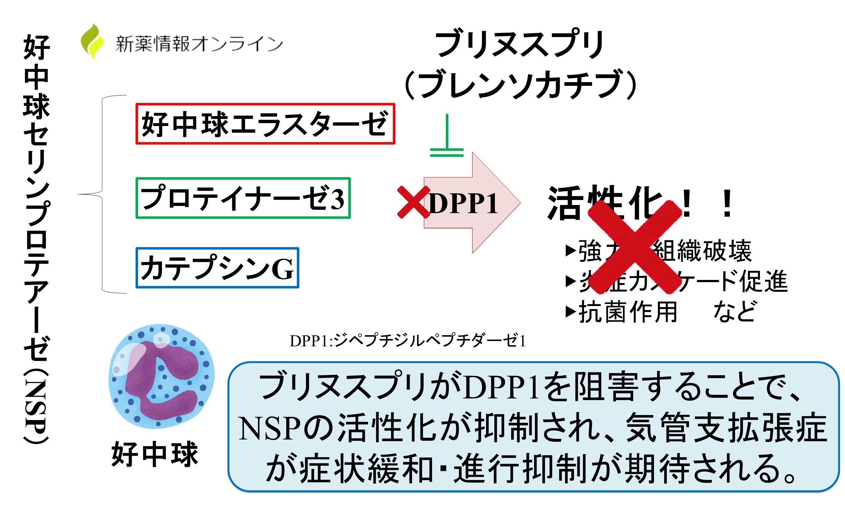 ブリヌスプリ（ブレンソカチブ）の作用機序：DPP1の選択的可逆的阻害