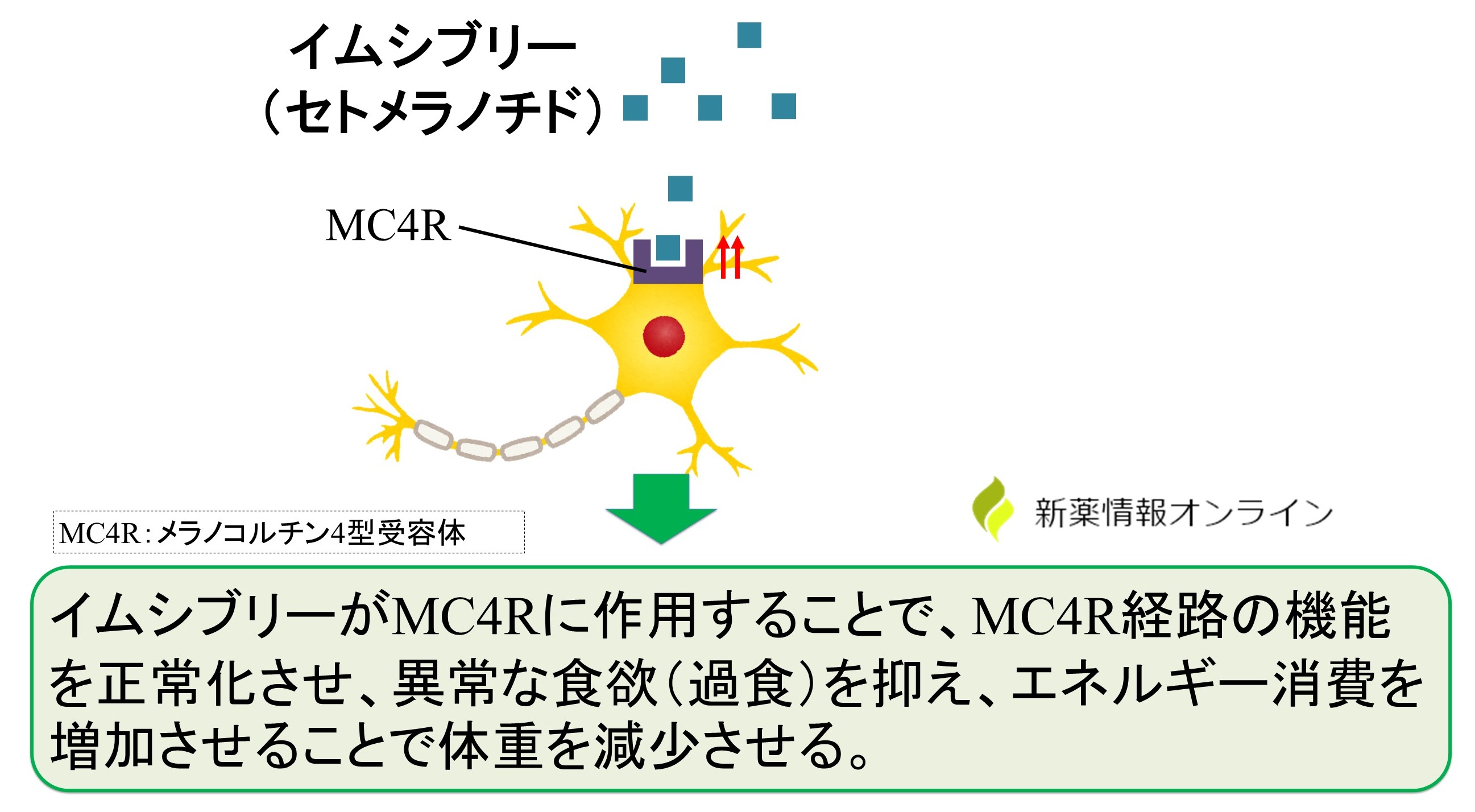 イムシブリー(セトメラノチド)の作用機序:MC4R作動薬
