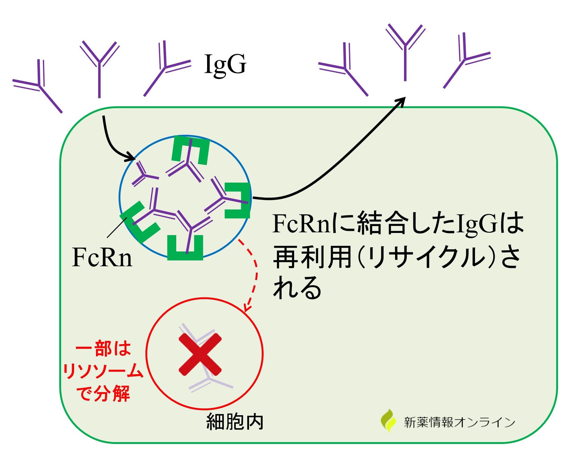 FcRn(胎児性Fc受容体)によるIgG抗体のリサイクル経路